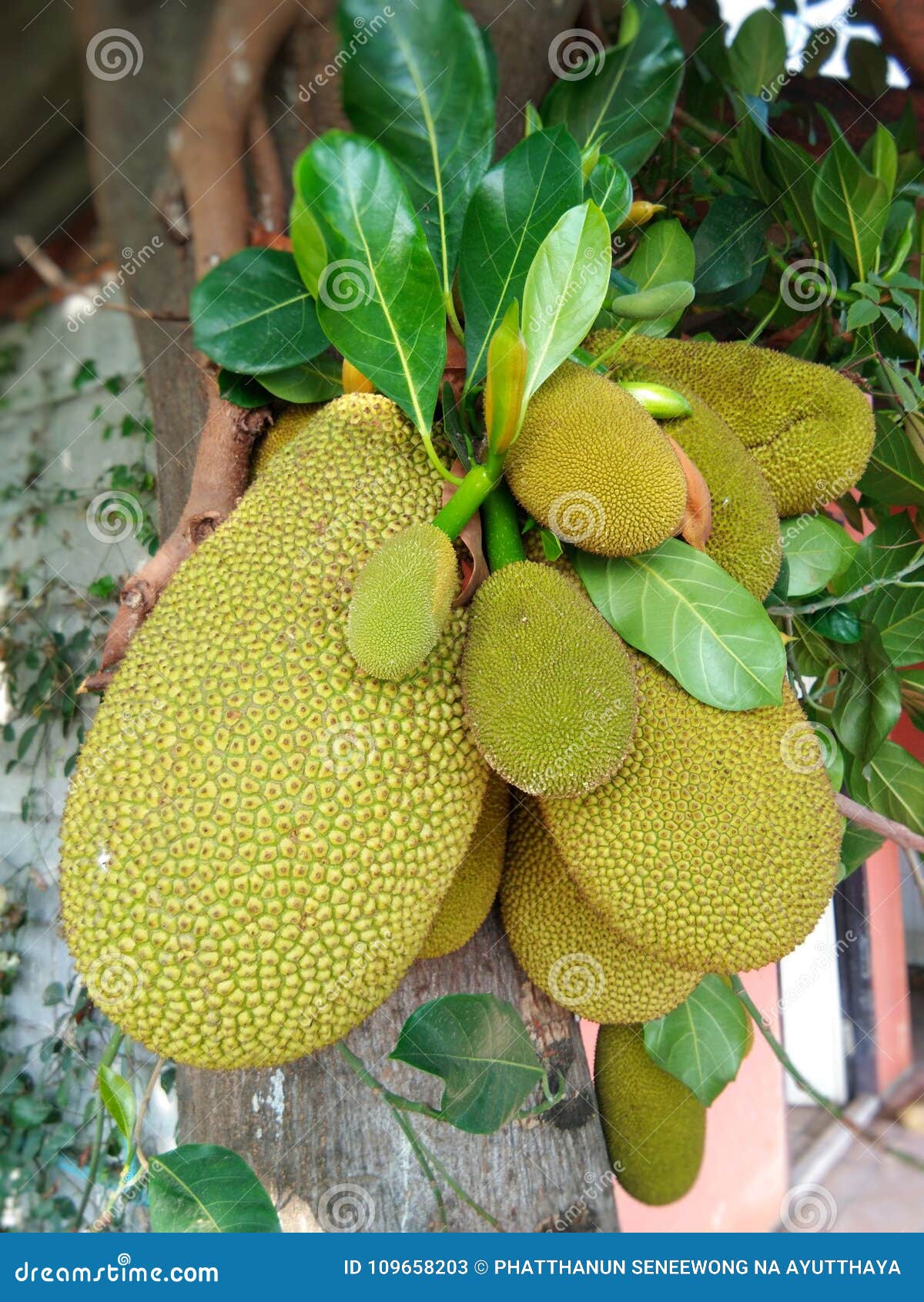 Jackfruit on the tree stock image. Image of yellow, tree 109658203