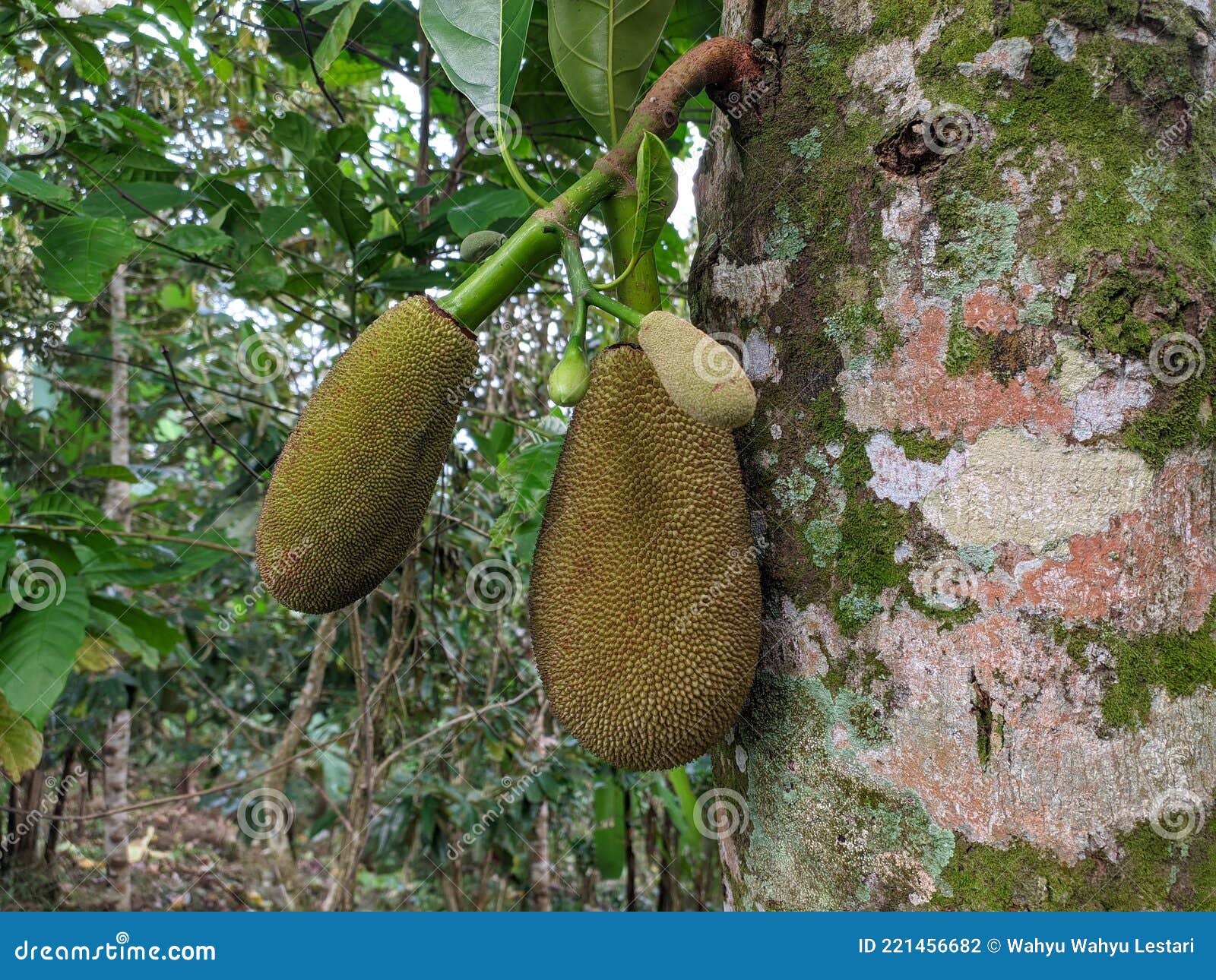 Jackfruit Tree that is Bearing Fruit Stock Photo Image of fruit