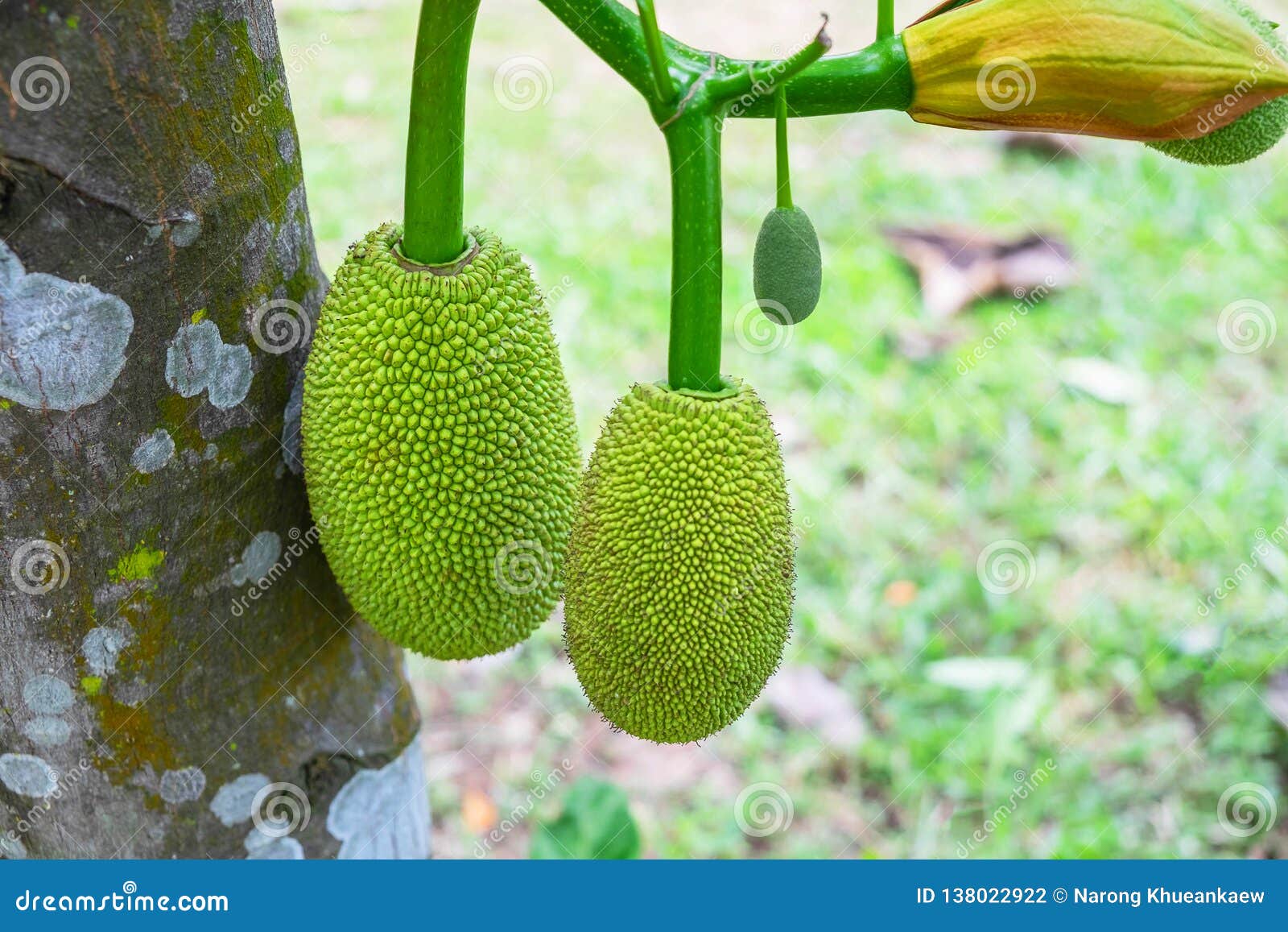 Jackfruit from the tree stock photo. Image of delicious 138022922