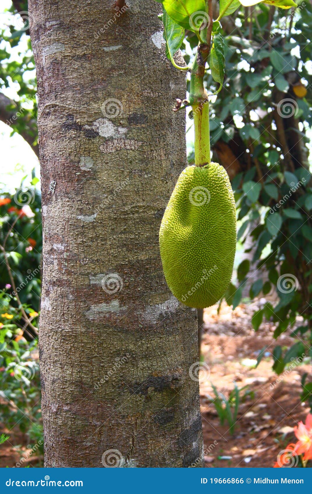 jackfruit tree with fruit