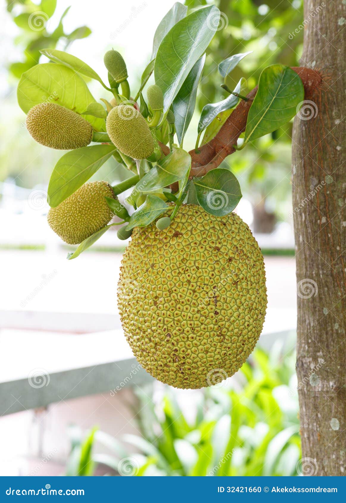 Jackfruit on Tree in Garden, Thailand Stock Photo Image of delicious
