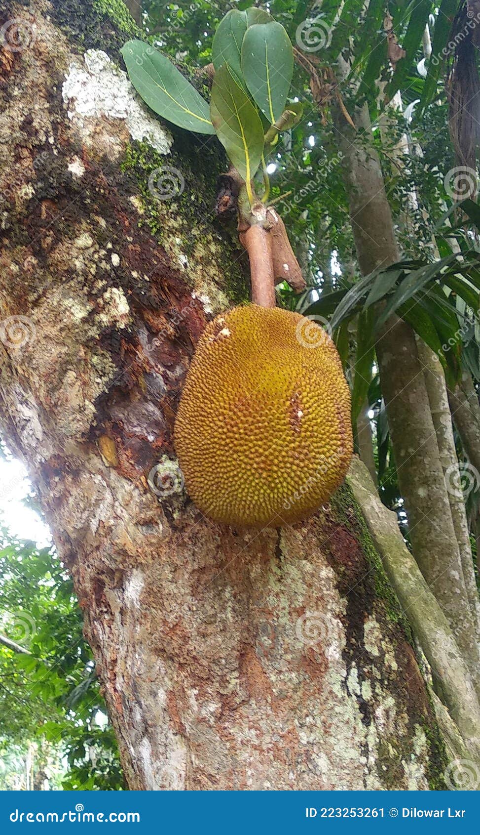 Jackfruit in India stock image. Image of jungle, indian 223253261
