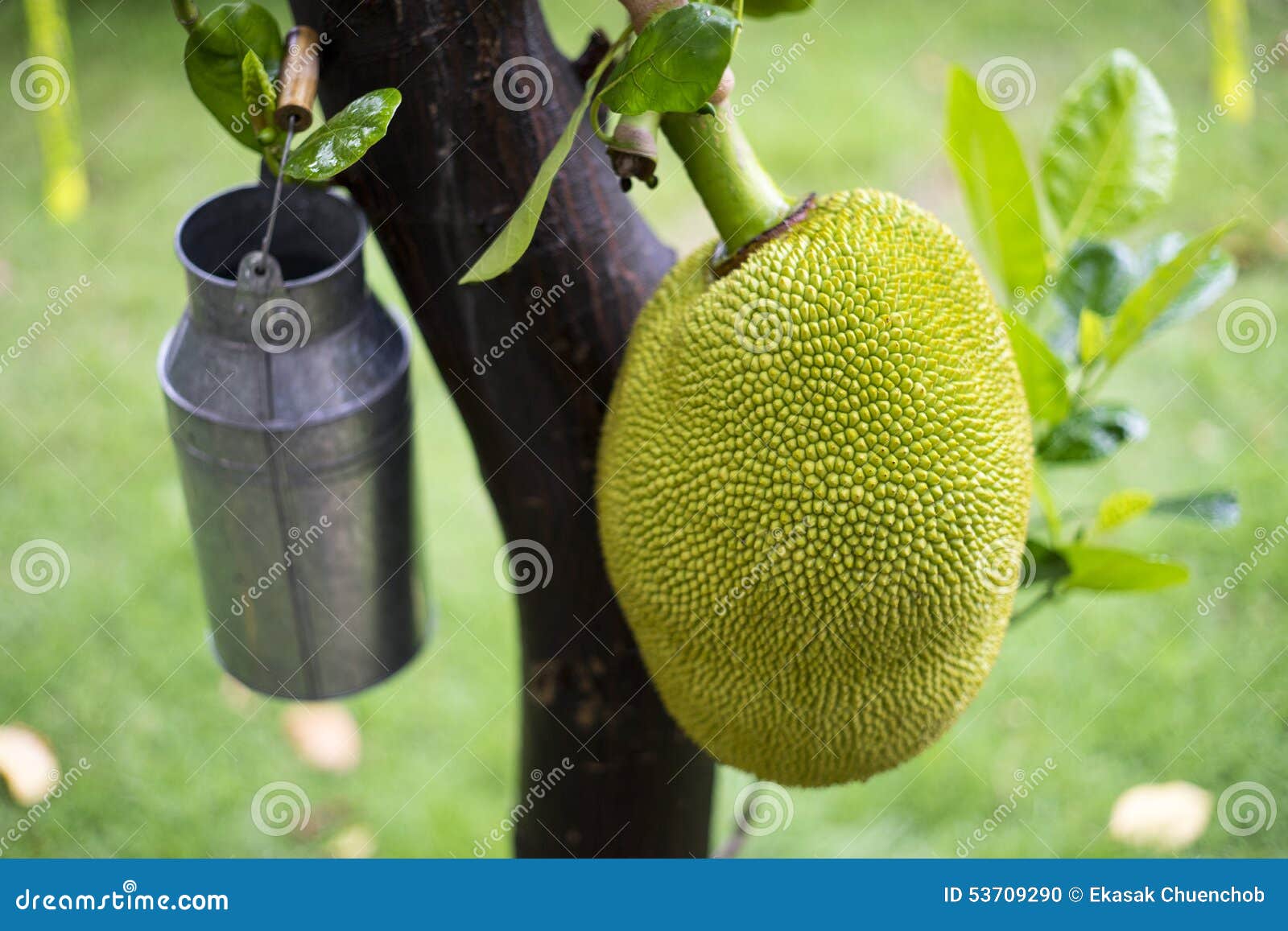 Jackfruit on the tree stock photo. Image of thailand 53709290