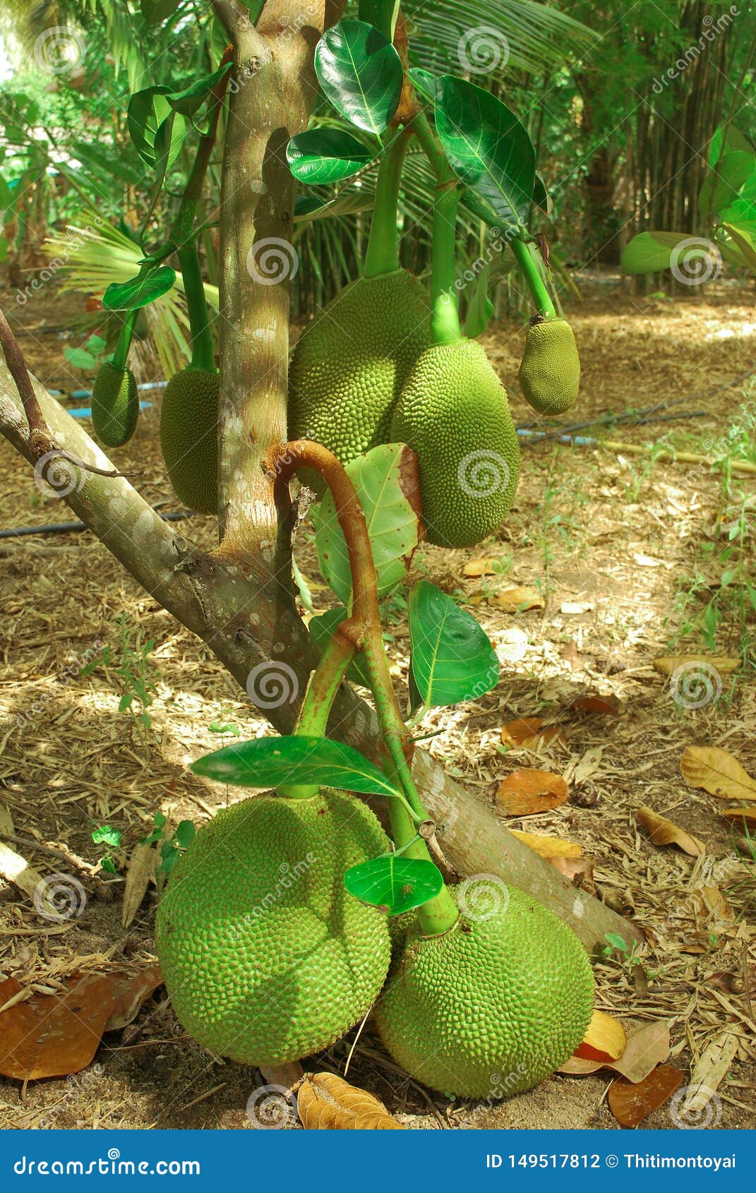 Thai jackfruit Tribe good. stock photo. Image of heterophyllus 149517812