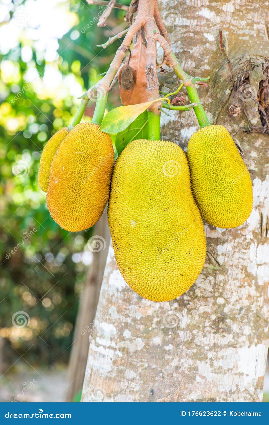 Fresh jackfruit on tree stock photo. Image of gourmet 176623622
