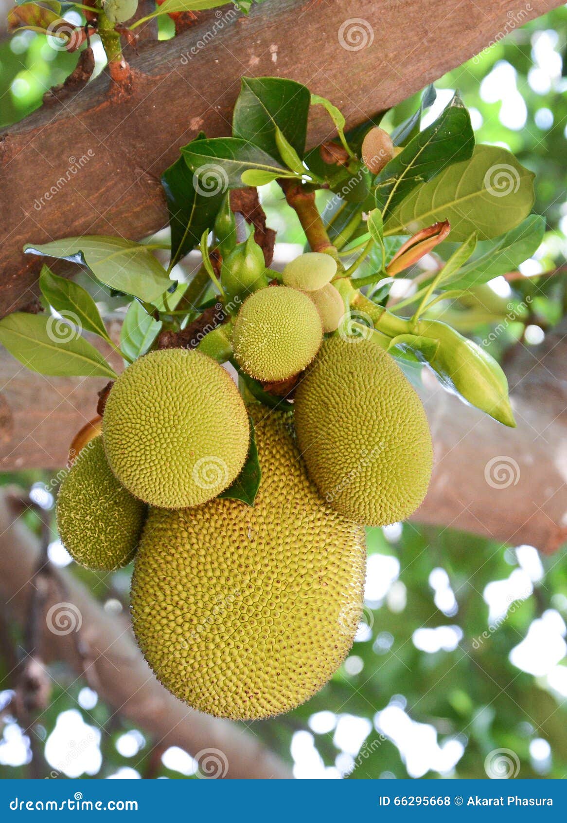 Jackfruit on the tree stock photo. Image of delicious 66295668