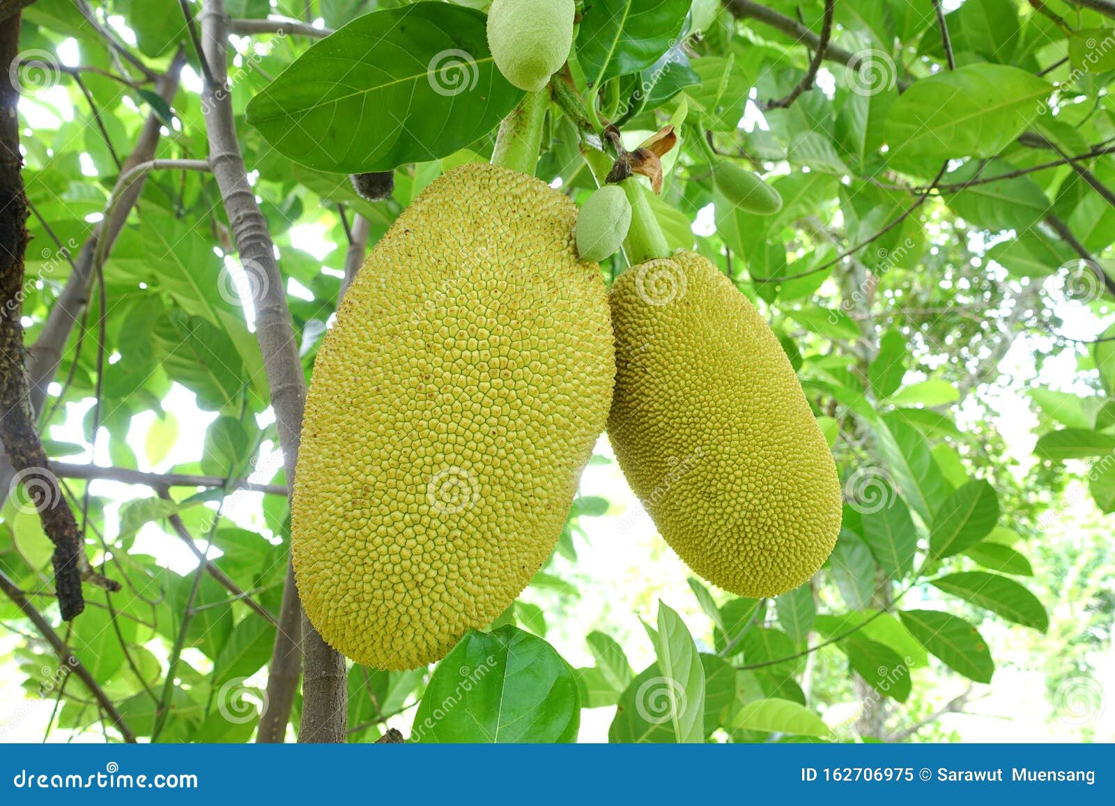 The Jackfruit Tree and Their Leaf Stock Image Image of closeup