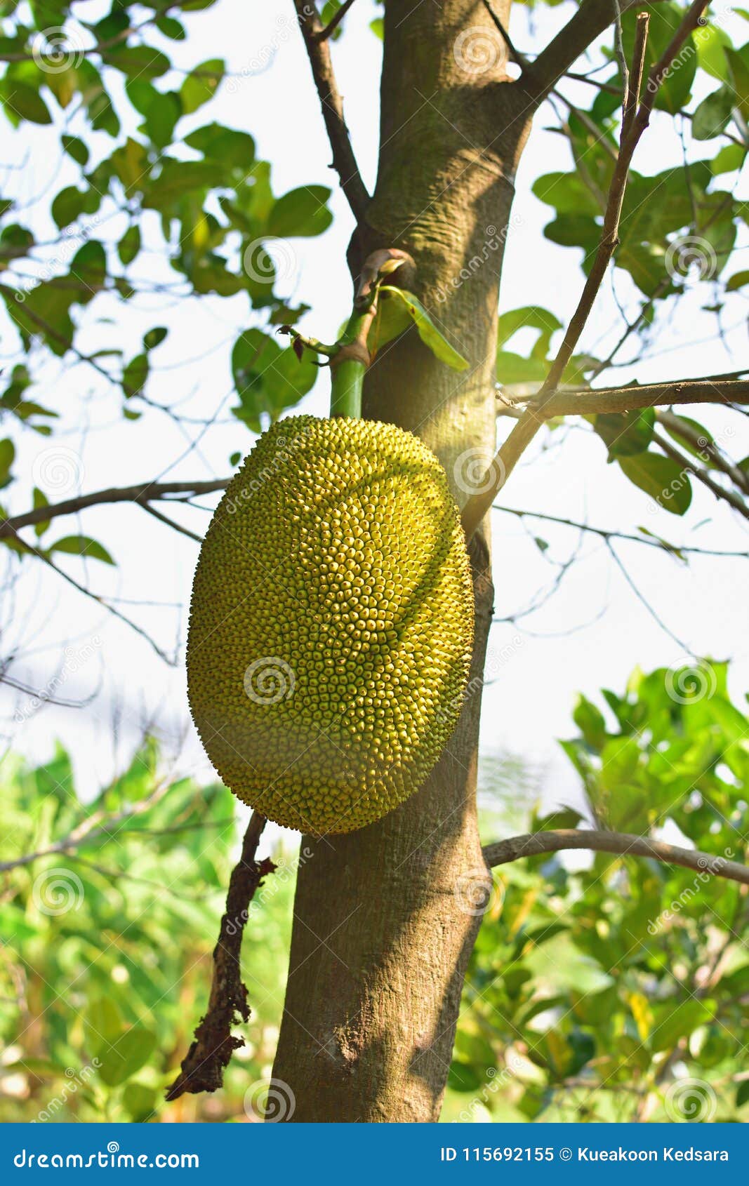 Jackfruit on the Tree in Thailand Stock Image Image of growing