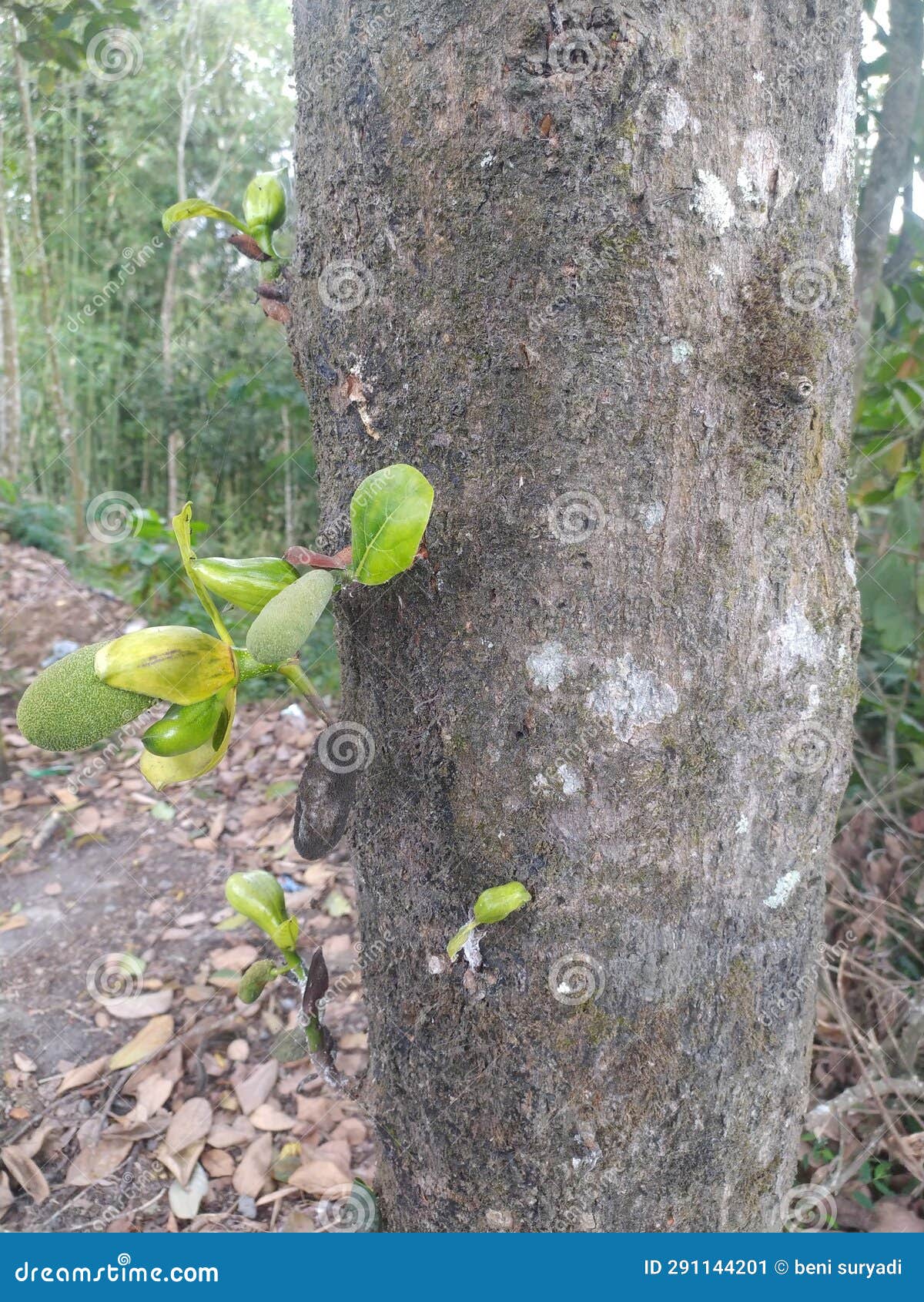 Jack fruits tree on trunks stock image. Image of jack 291144201