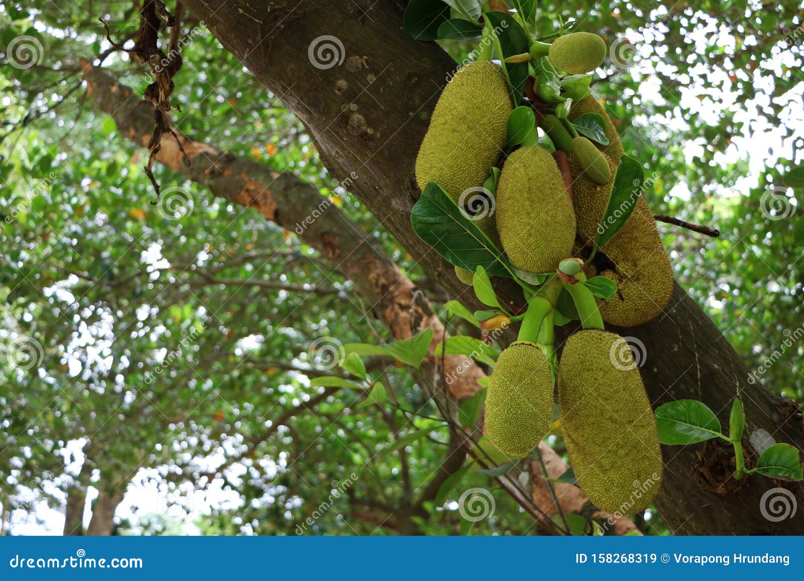 Jackfruit Trees Produced Many Yellow Jackfruit. Stock Image Image of