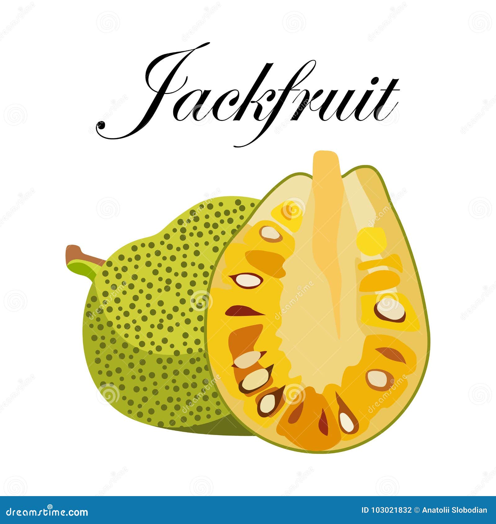 Jackfruit Drawing