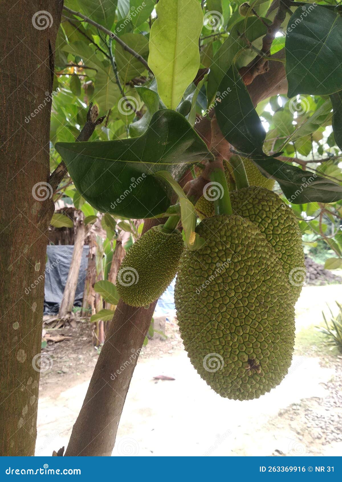 Jackfruit Which only Grows in Tropical Countries Stock Photo Image of