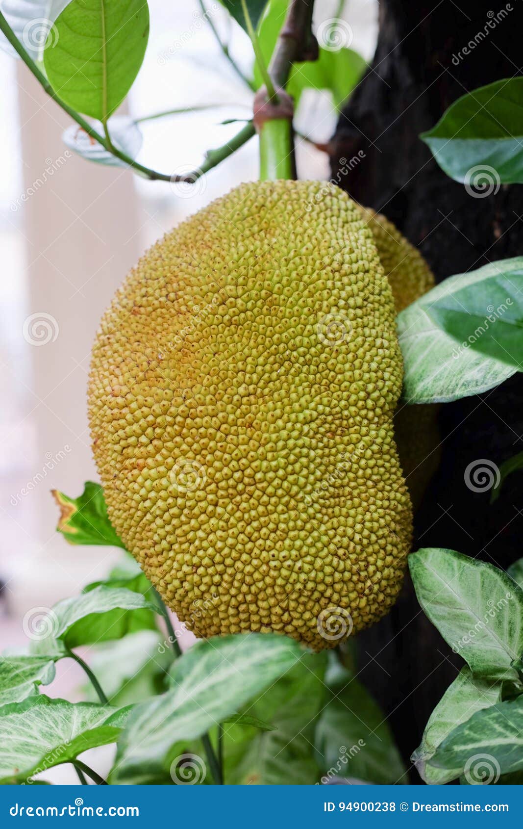 Jackfruits på ett träd. Den jackfruitArtocarpus heterophyllusen, också som är bekant som stålarträd, jakfruit, eller ibland enkelt stålar eller jak