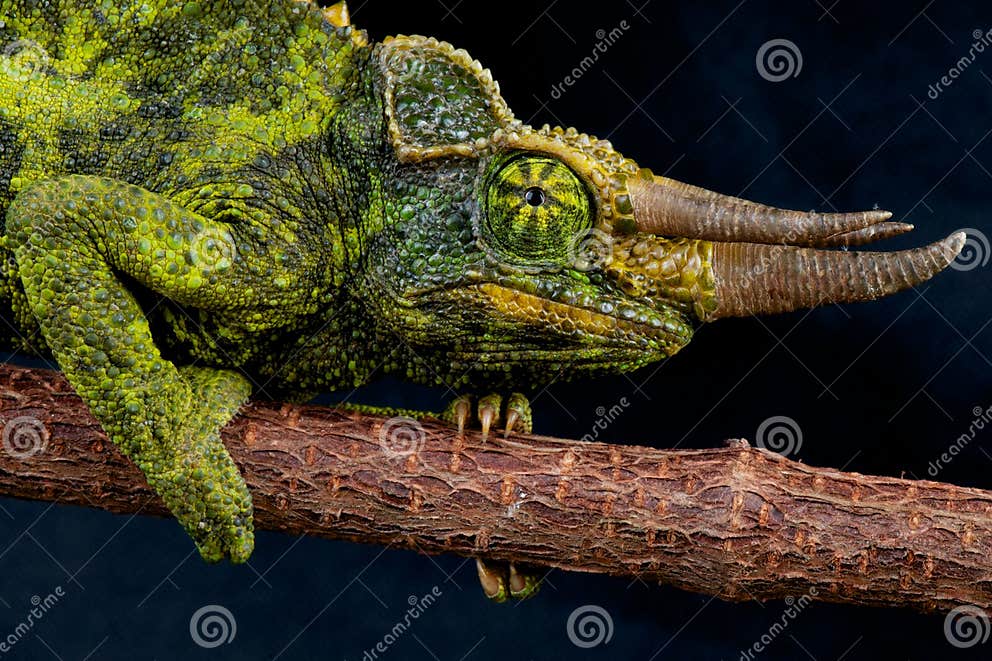 Jackson s chameleon stock image. Image of jackson, phrehistoric - 15770203
