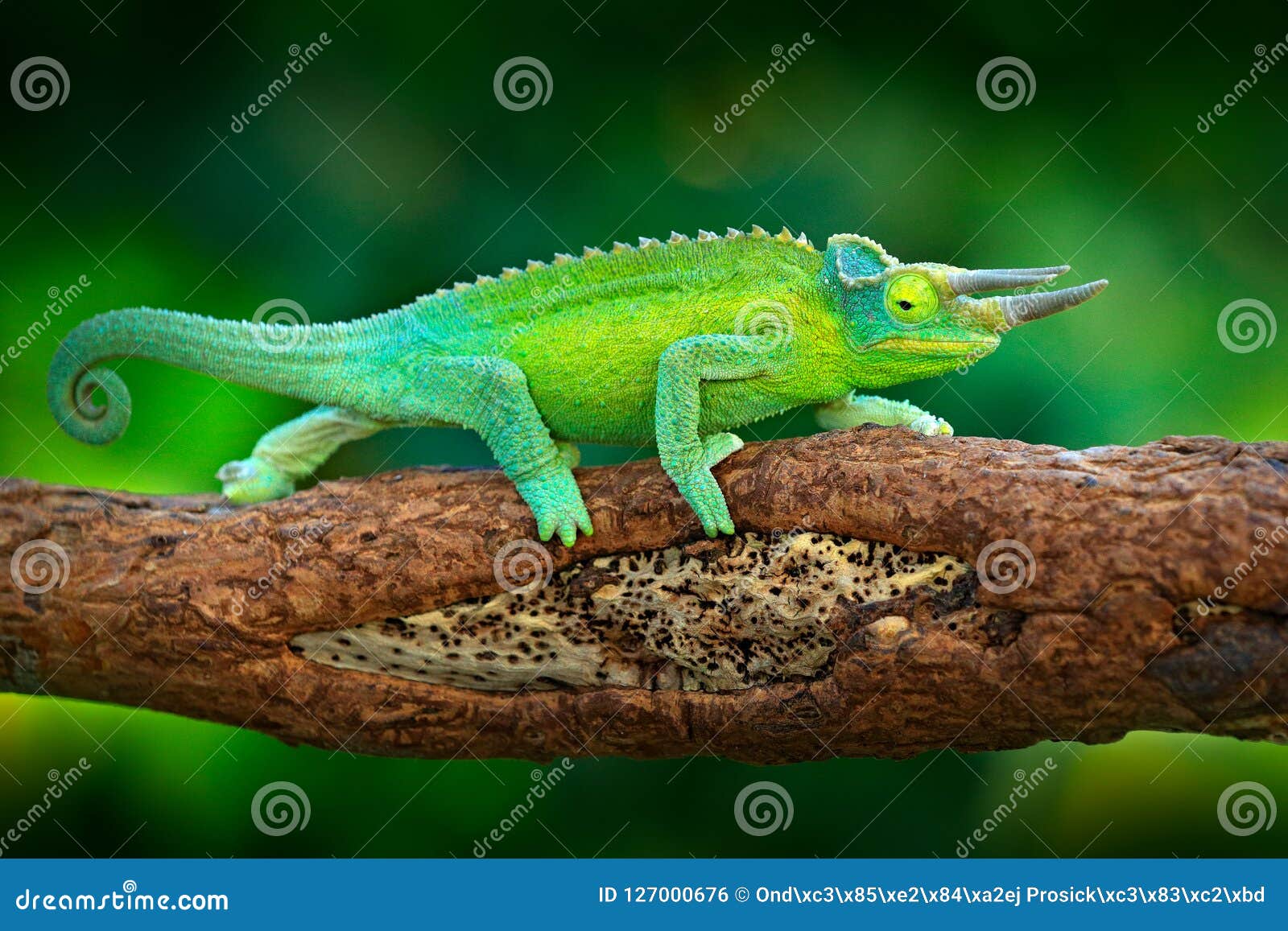 jackson`s chameleon, trioceros jacksonii, sitting on the branch in forest habitat. exotic beautiful endemic green reptile with lo