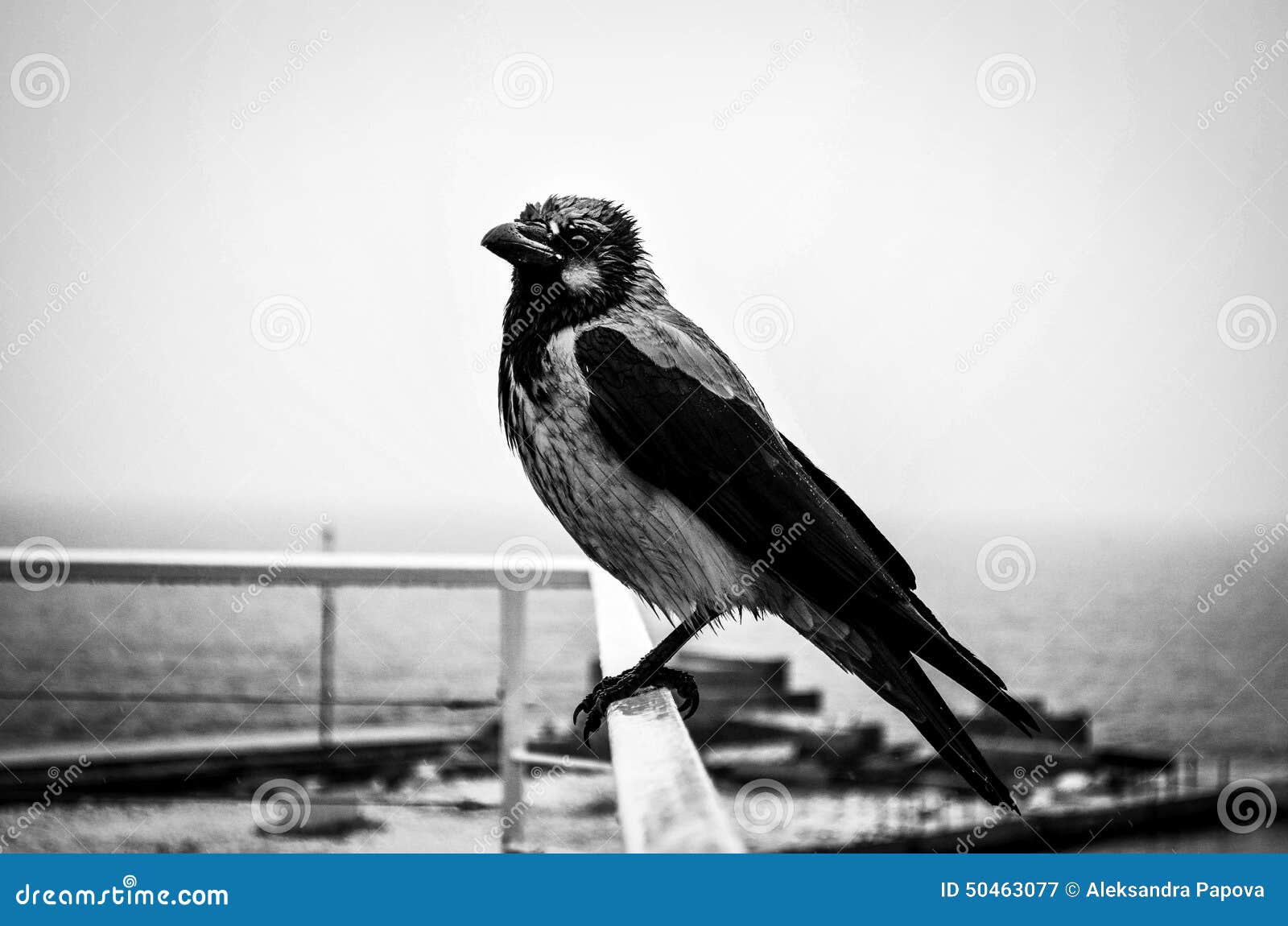 Jackwad stock image. Image of calm, jackwad, wildlife 50463077