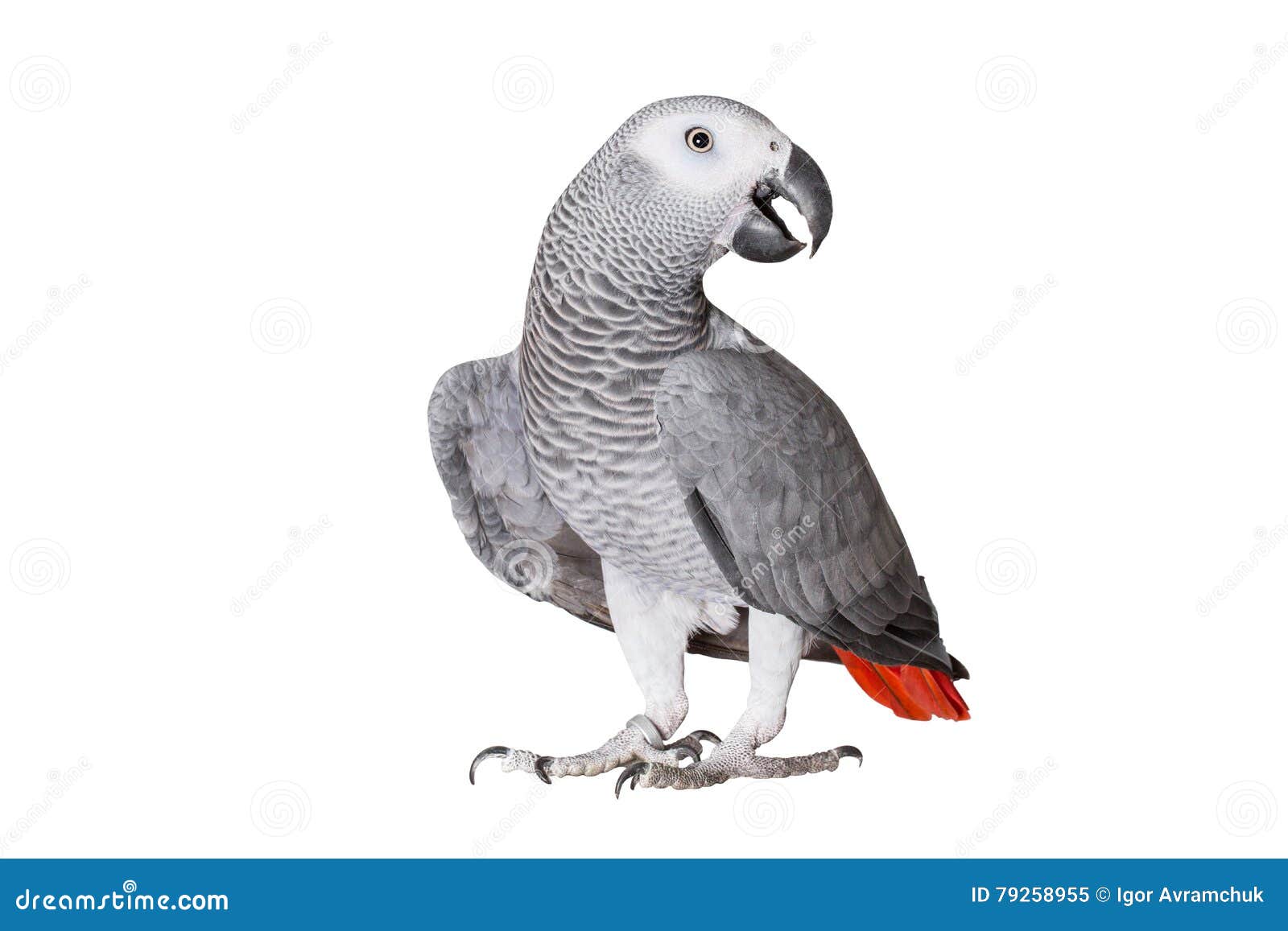 Jaco Parrot Pieces of Raw Potato Isolated on a White Background Stock Image - Image of background, parrot: 79258955