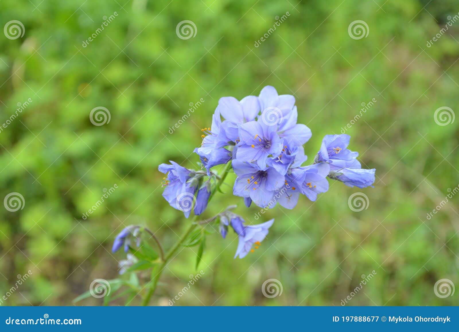 Jacob'S Ladder Plant Polemonium Caeruleum - Geneeskrachtige Plant Stock Afbeelding - Image Of Kruiden, Geneeskrachtig: 197888677