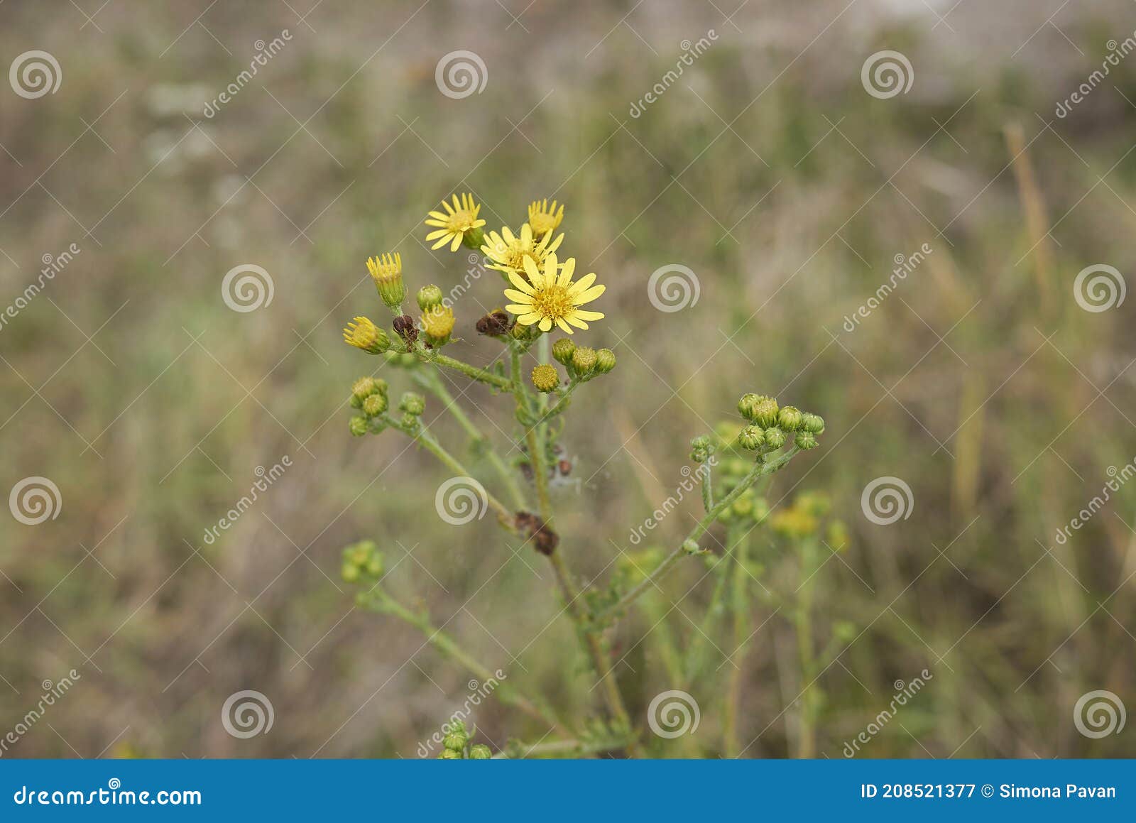 jacobaea erucifolia in bloom