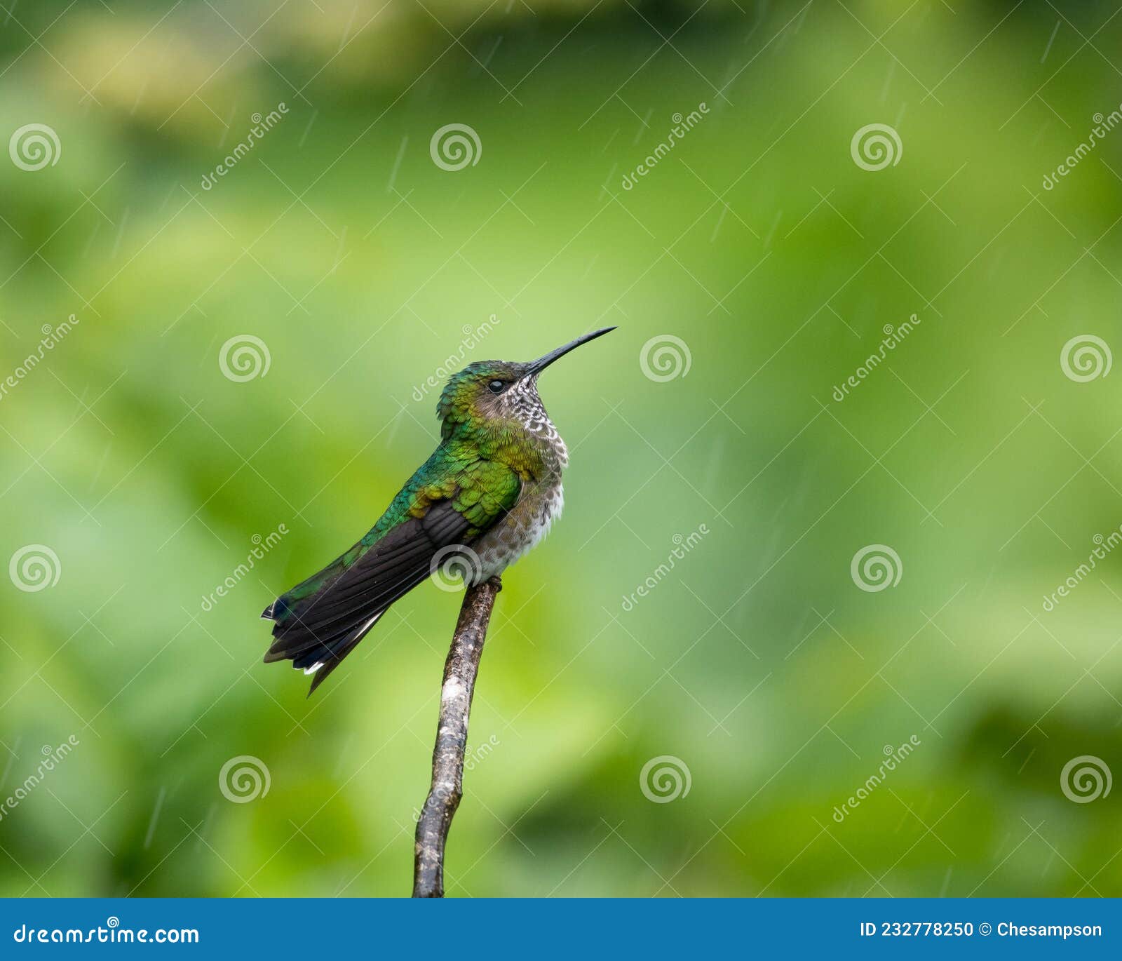 364 Colibri Paisible Photos Libres De Droits Et Gratuites De Dreamstime