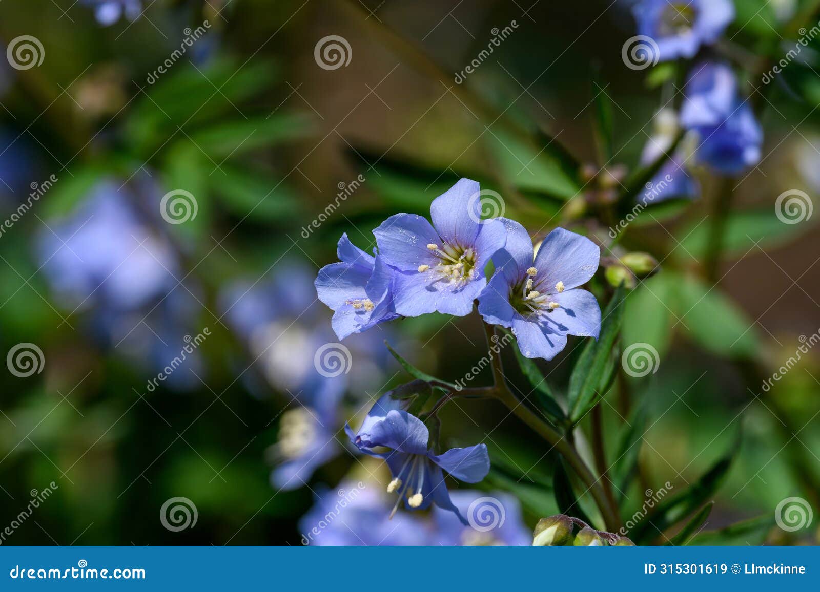 jacobs ladder flowers with a blurred background.