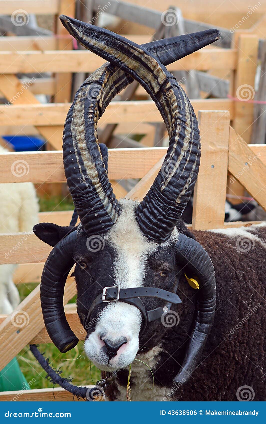 Useful philosopher Decoration Jacobs Sheep portrait stock photo. Image of view, ovine - 43638506