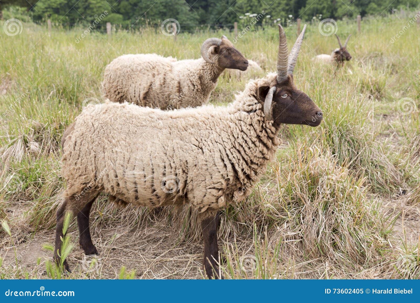 jacobs sheeps