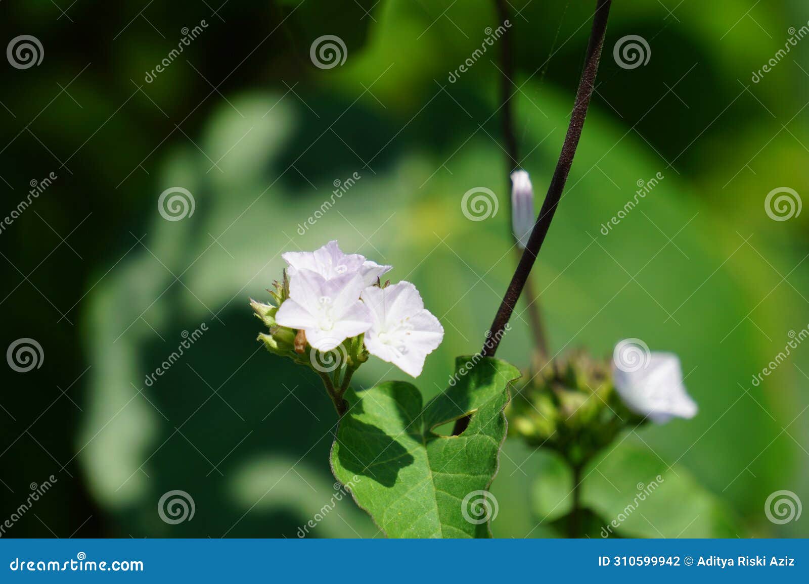 jacquemontia cumanensis (also known clustervine, thicket clustervine)