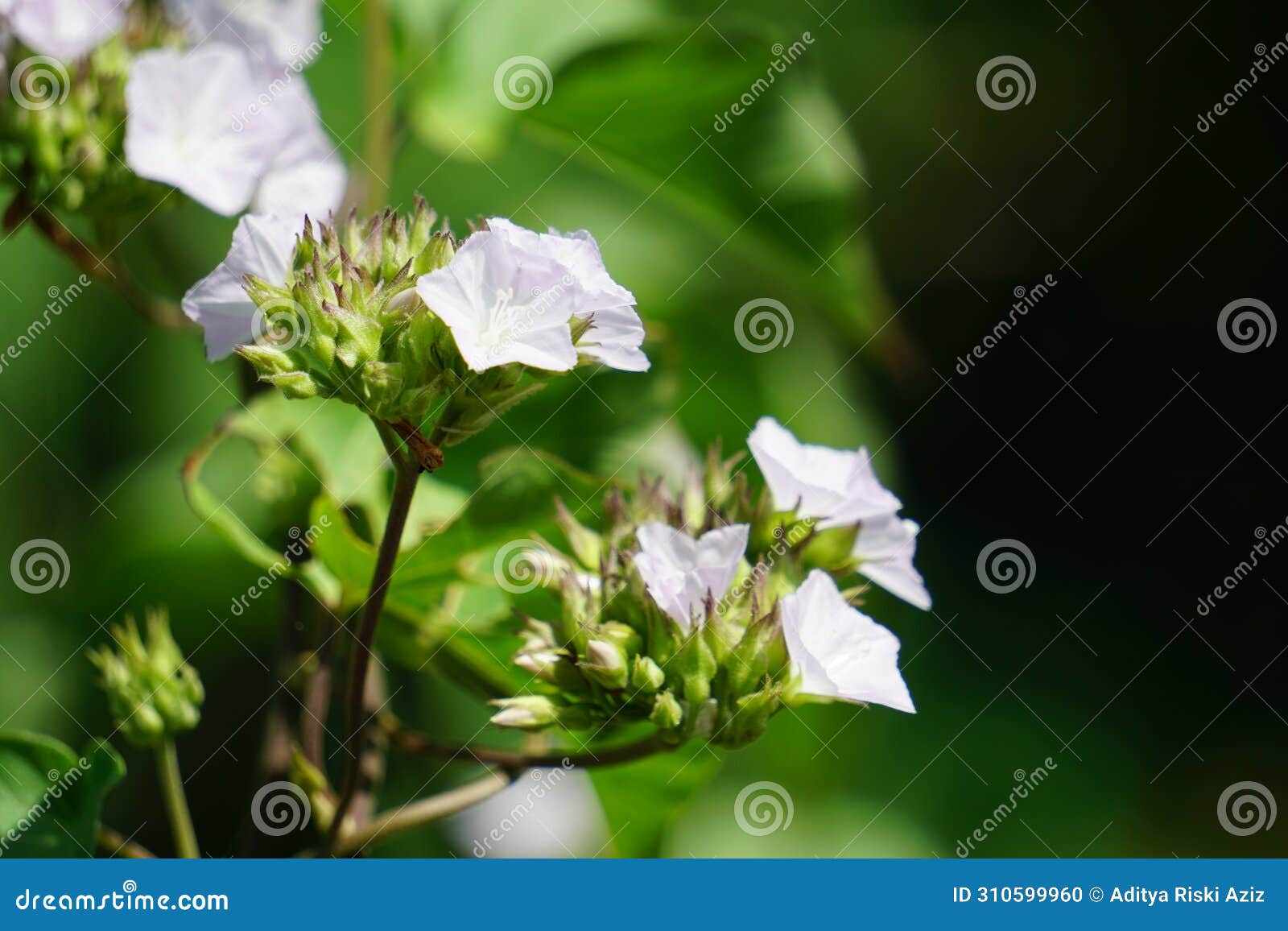 jacquemontia cumanensis (also known clustervine, thicket clustervine)