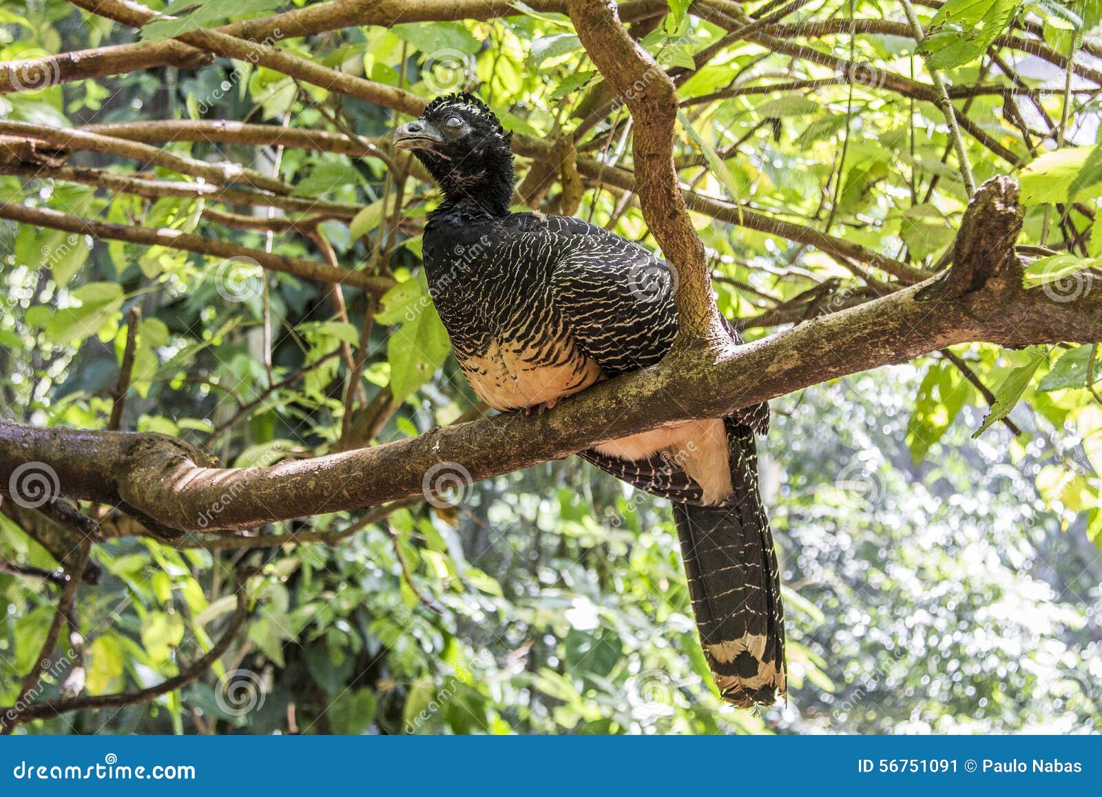 jacutinga, parque das aves, foz do iguacu, brazil.