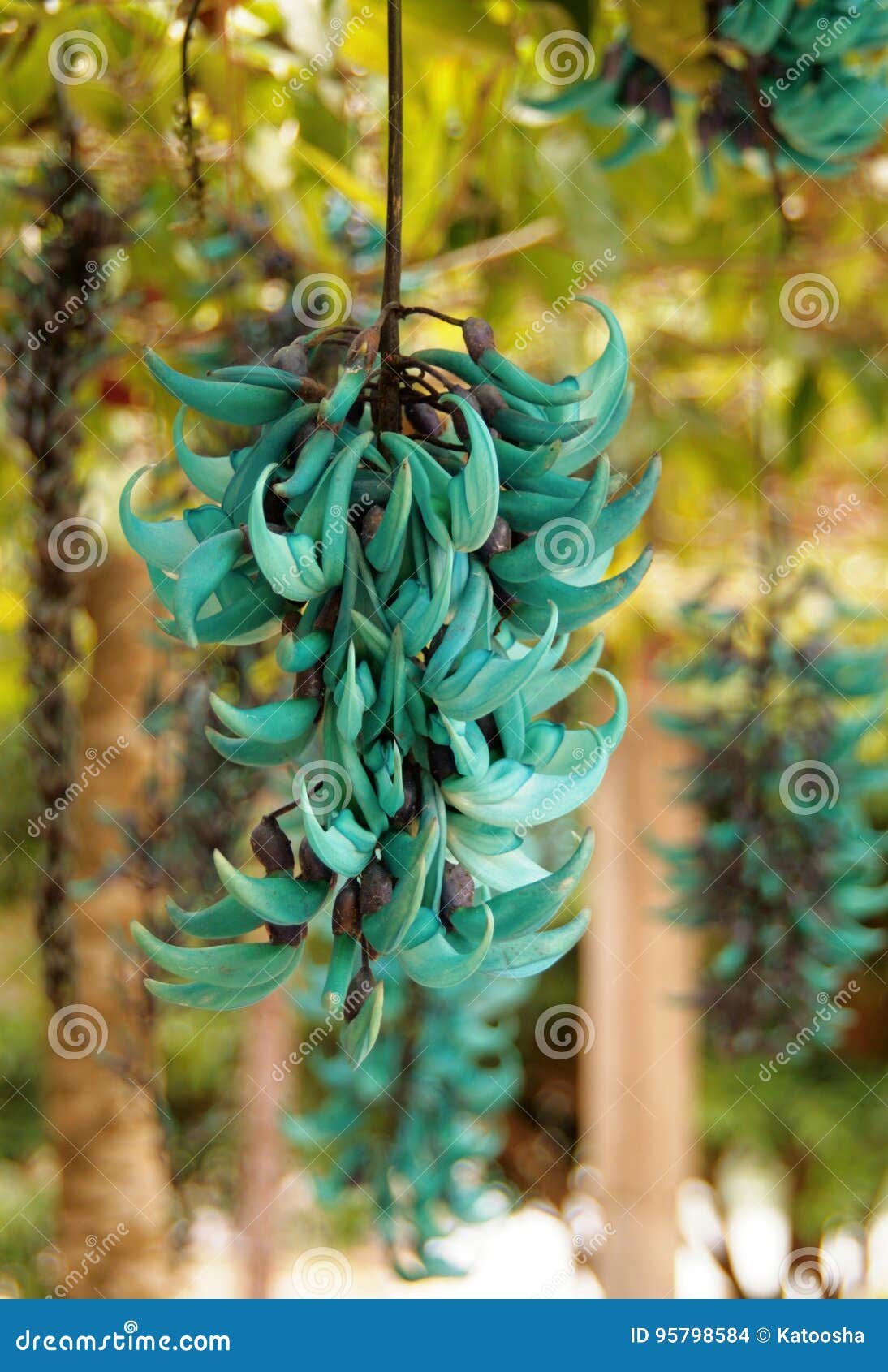 jade or emerald vine flower strongylodon macrobotrys