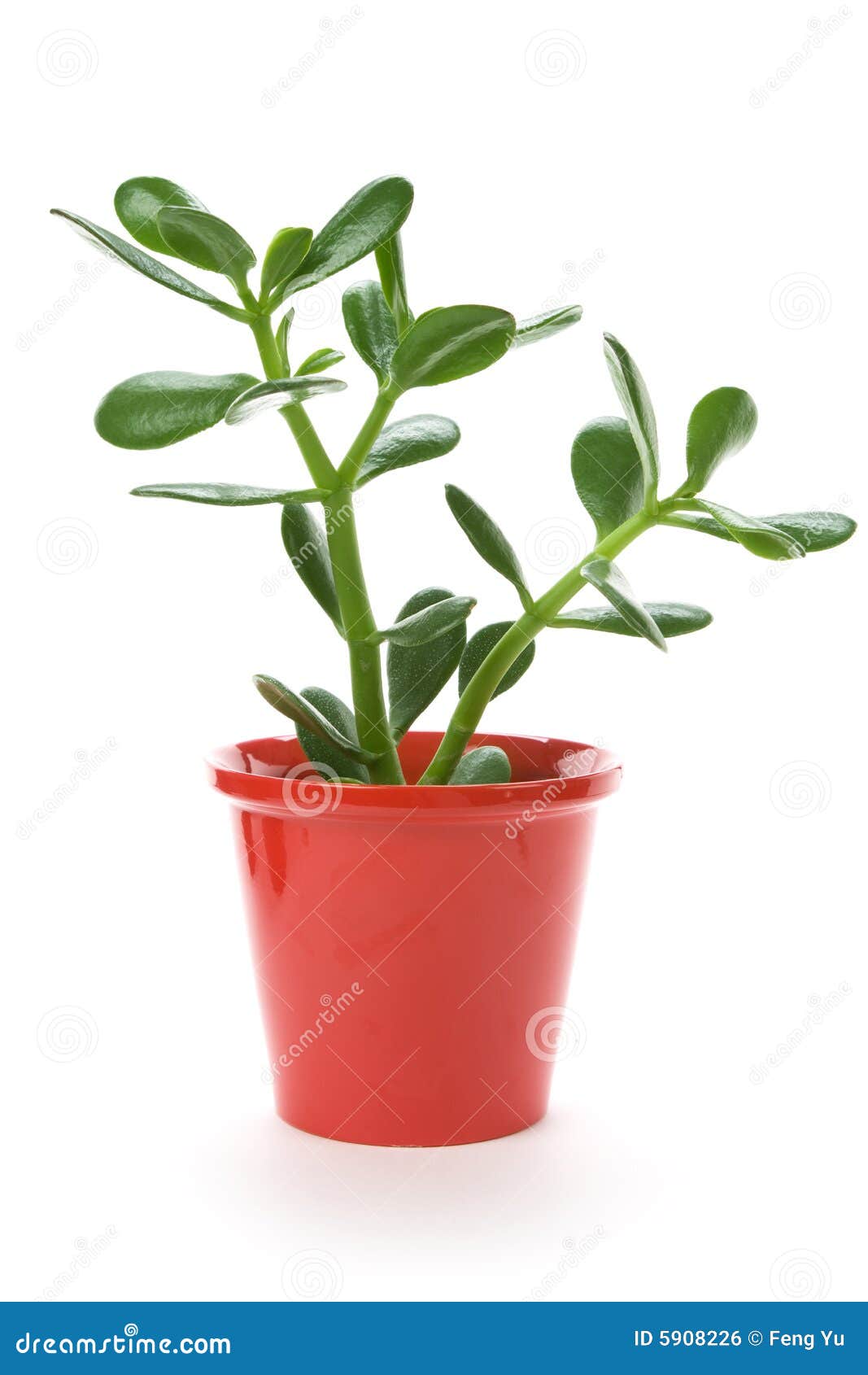 Jade Plant stock photo. Image of rubber, background, thick 5908226