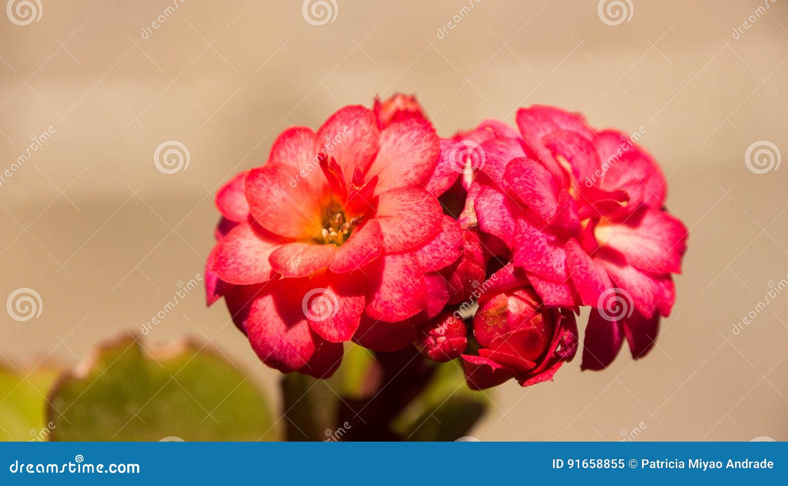 Jade Plant Flower stock image. Image of jade, worldwide - 91658855