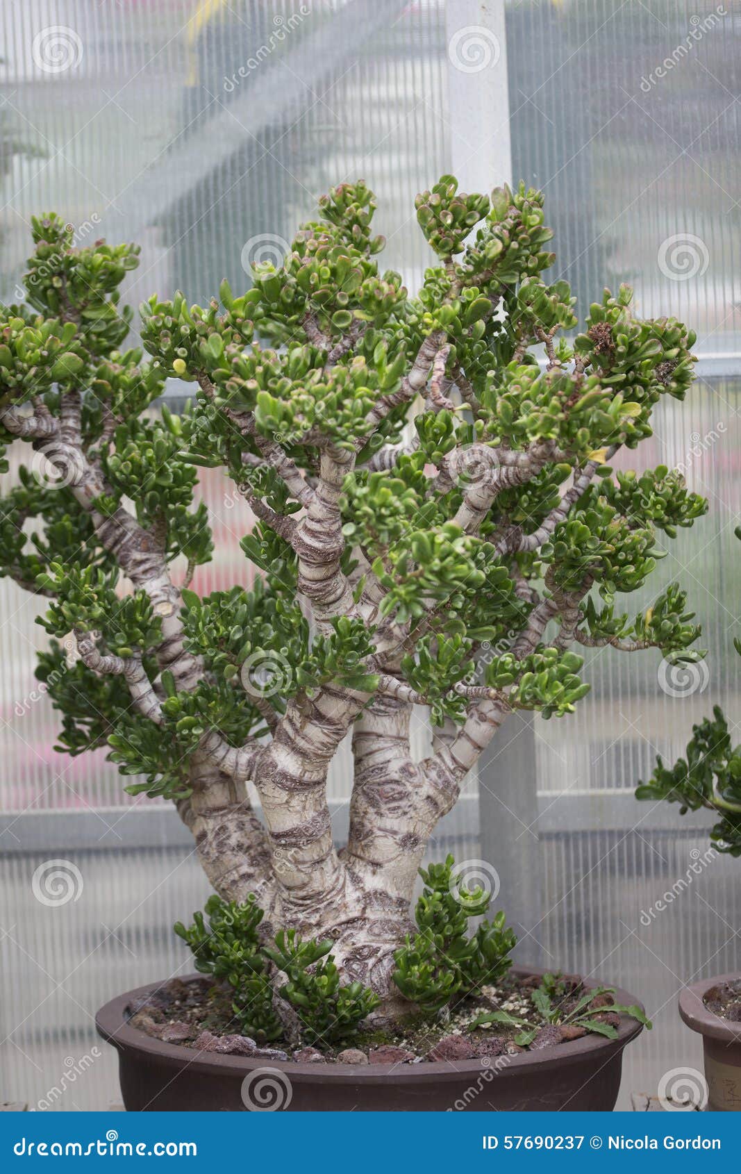 Jade Plant stock image. Image of garden, large, jade 57690237
