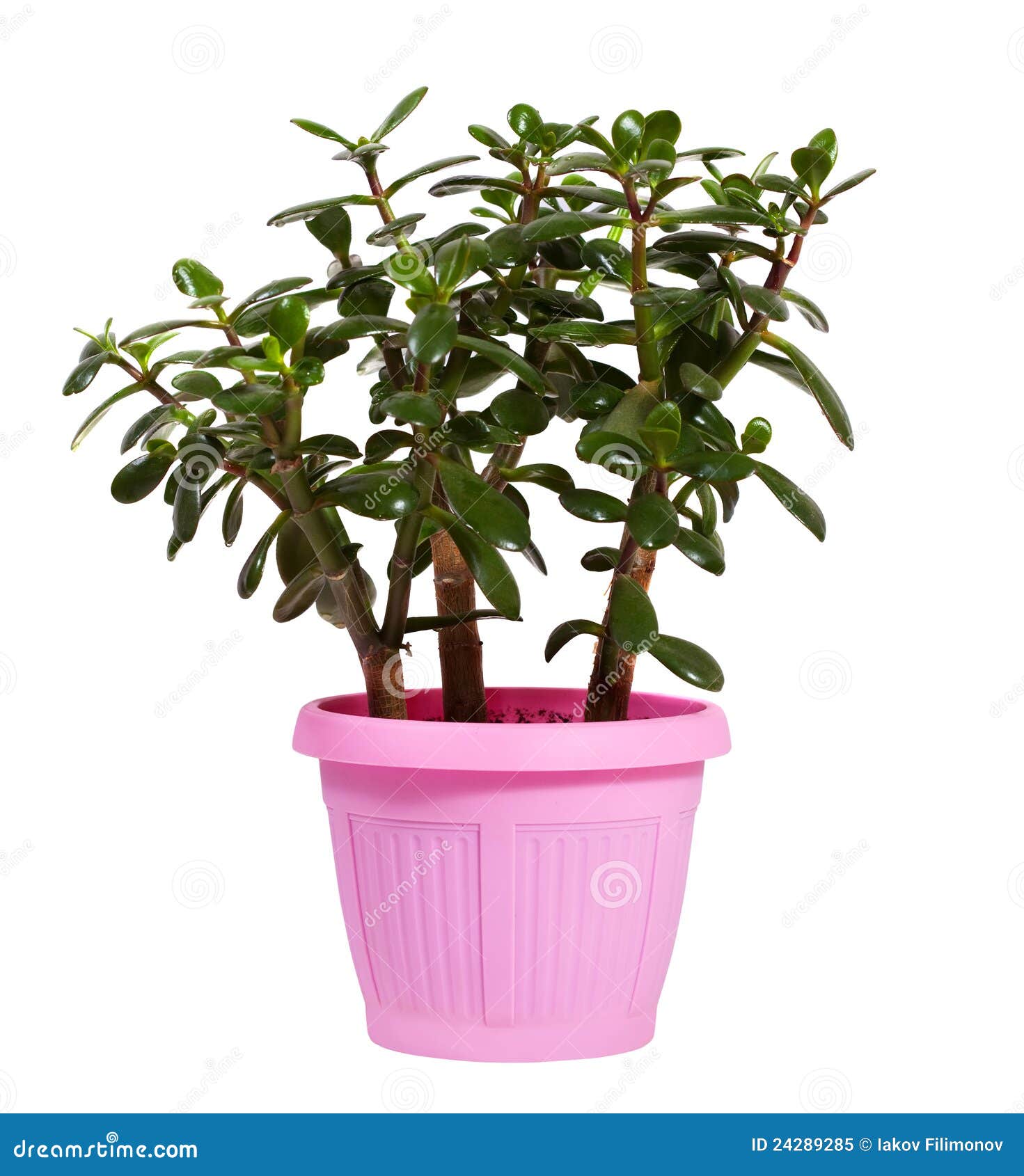 Jade Tree in Pot. Isolated on White Stock Image Image of petal, background 24289285