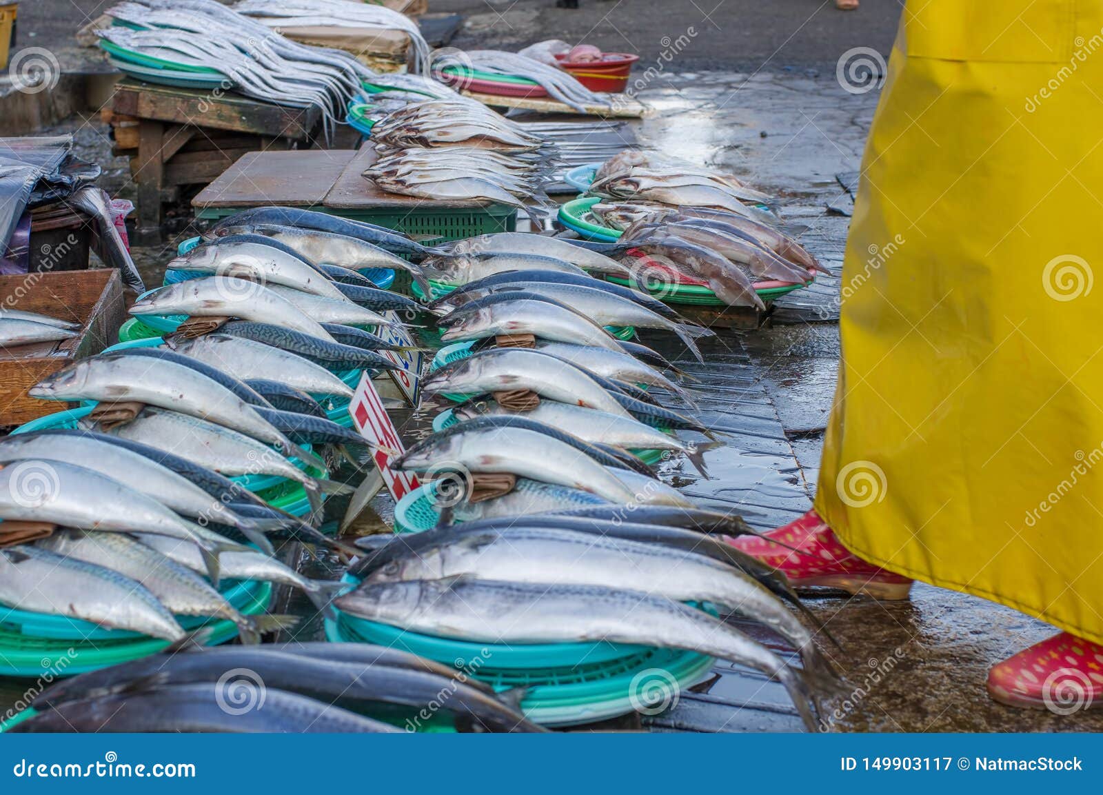 Jagalchi Market Fish Market In Pusan Busan South Korea Amazing Variety Of Fish Clams Etc Stock Image Image Of Asian City Jagalchi Market Fish Market In Pusan Busan South Korea Amazing Variety Of Fish Clams Etc Stock Image Image Of Asian City