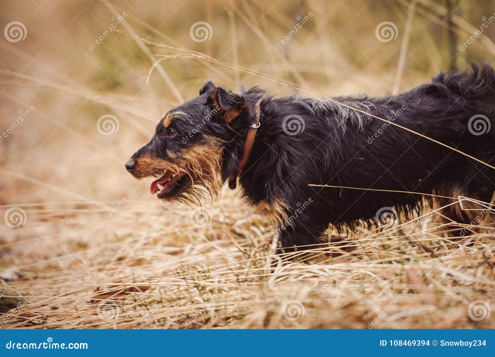 Deutscher Jagdterrier, German hunting terrier black and tan, in the forest.