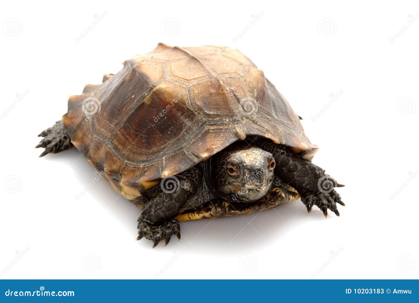 7,127 Turtle Shell Isolated Stock Photos - Free & Royalty-Free Stock Photos  from Dreamstime