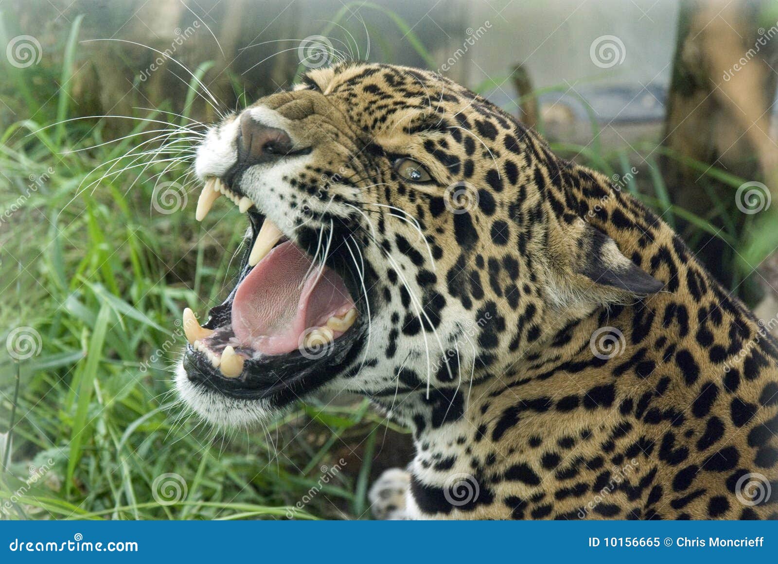 Jaguar stock image. Image of hunter, spot, america, spotted 10156665