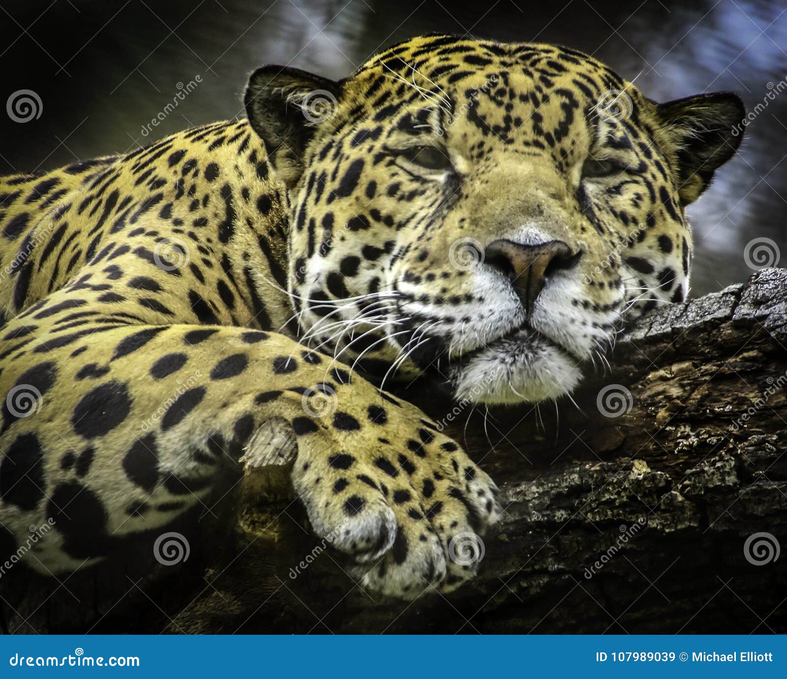 Jaguar stock afbeelding. Afbeelding bestaande uit portret - 107989039