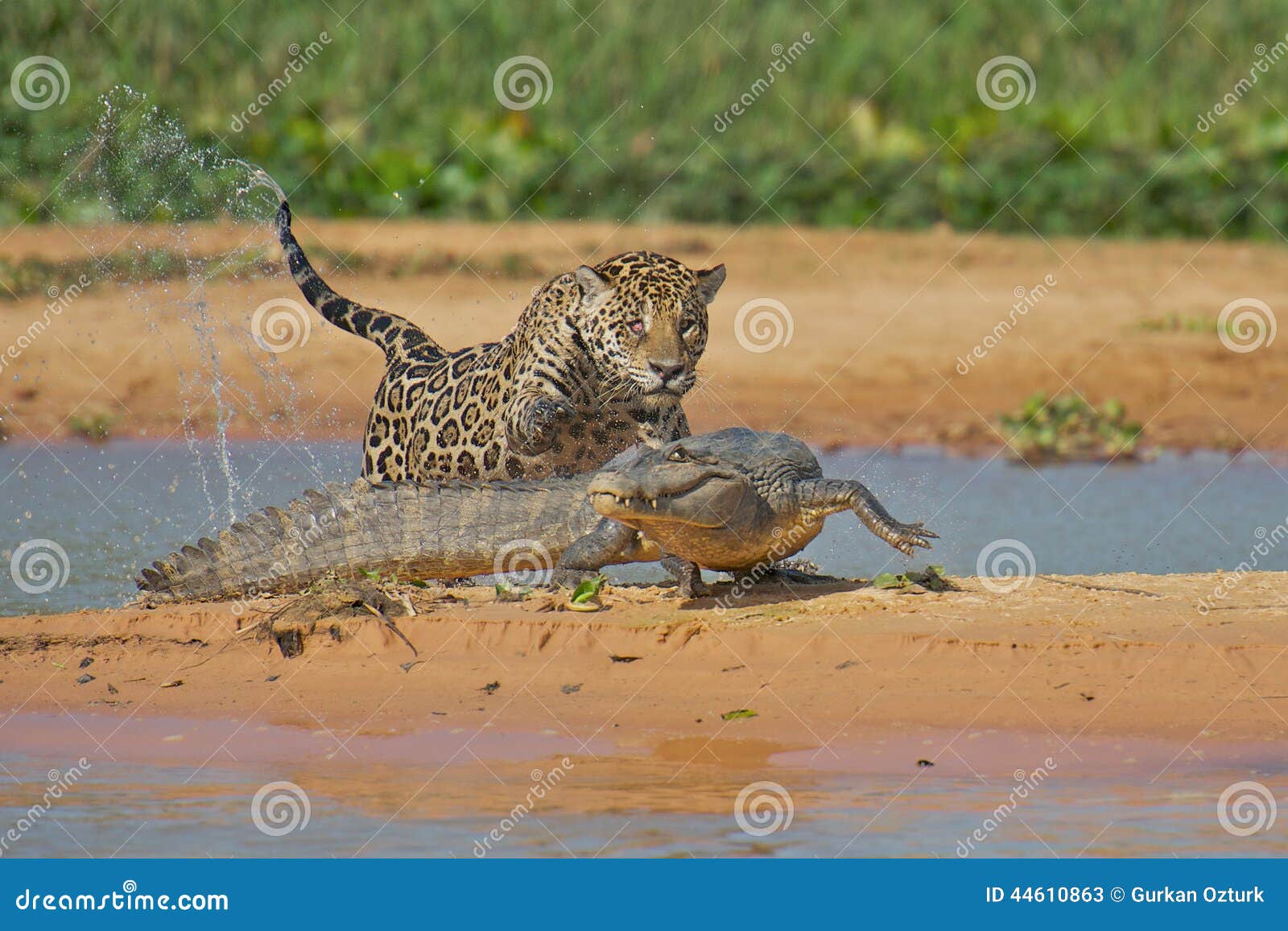 jaguar attacking cayman