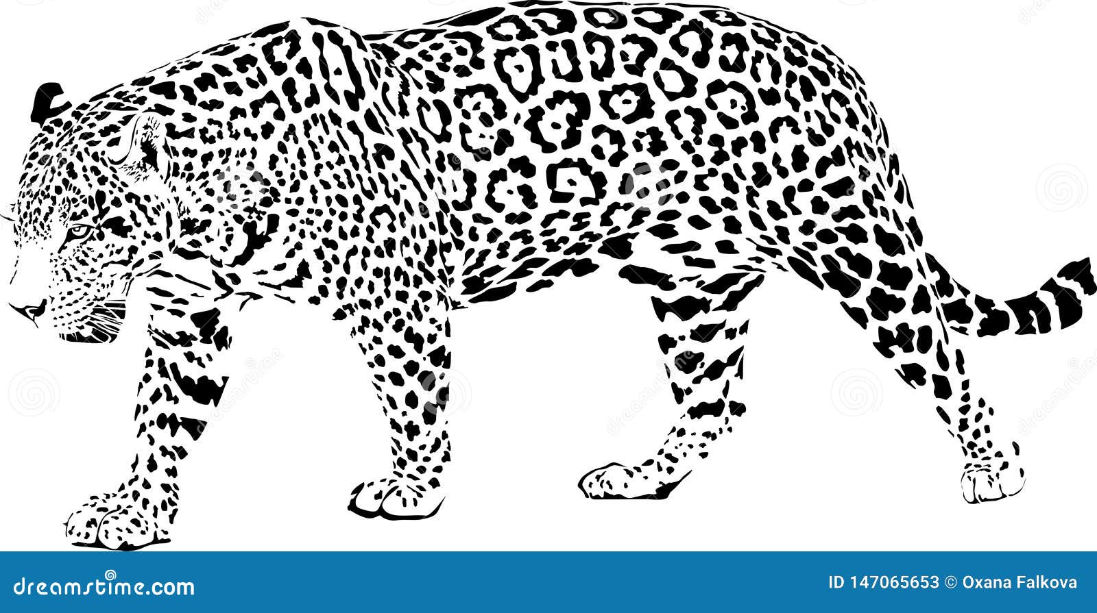 Jaguar stock vector. Illustration of jaguar, savannah - 147065653