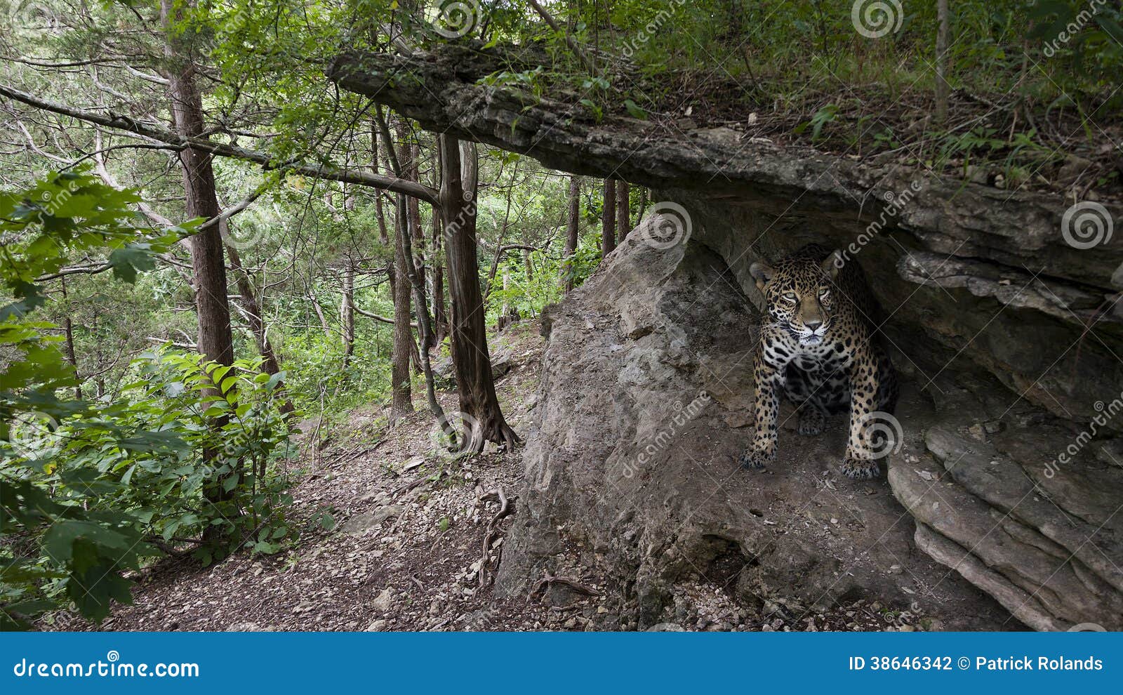 Jaguar in cave stock photo. Image of mountain, aggressive - 38646342