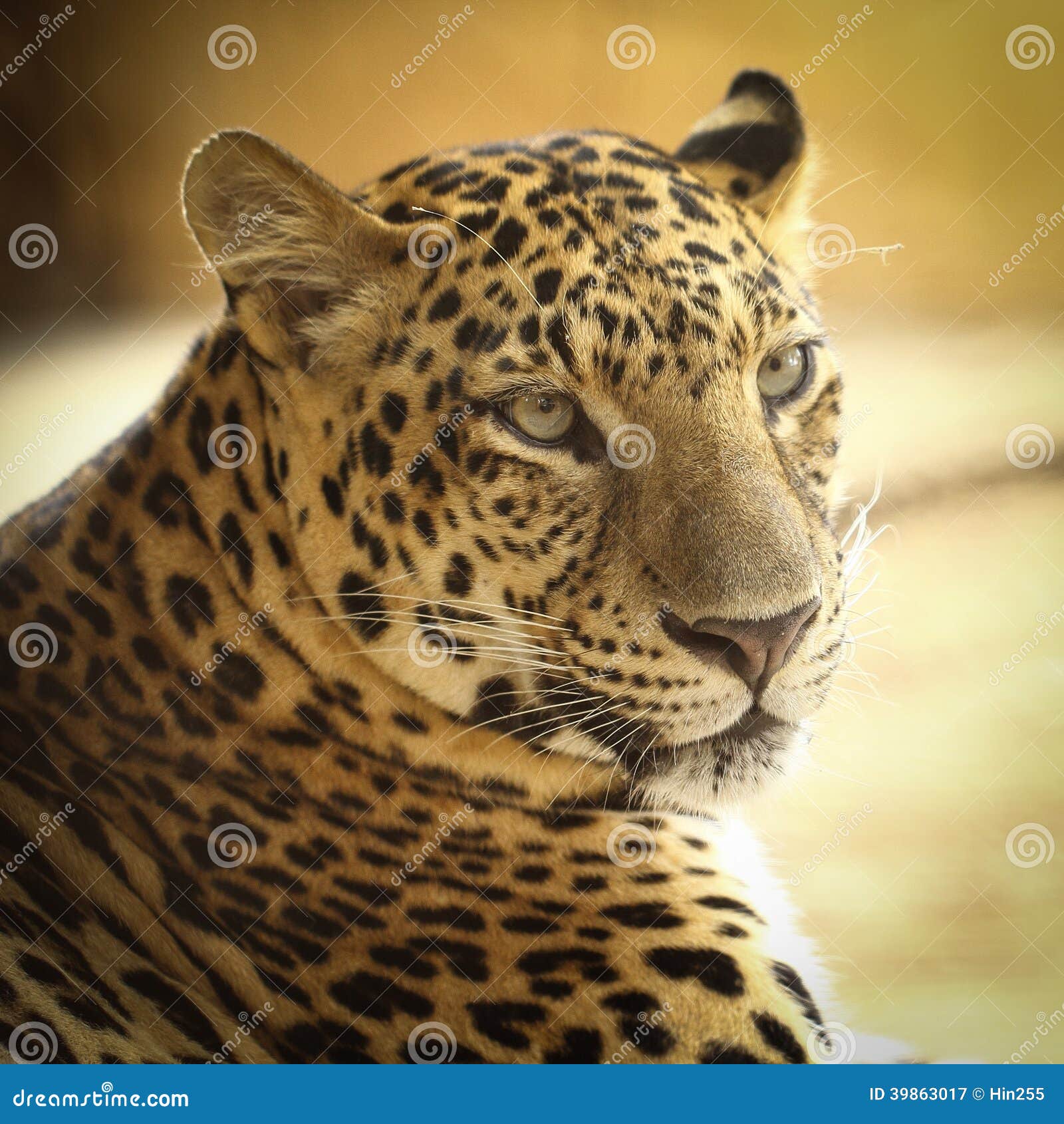 Jaguar stock image. Image of animal, male, face, feline - 39863017