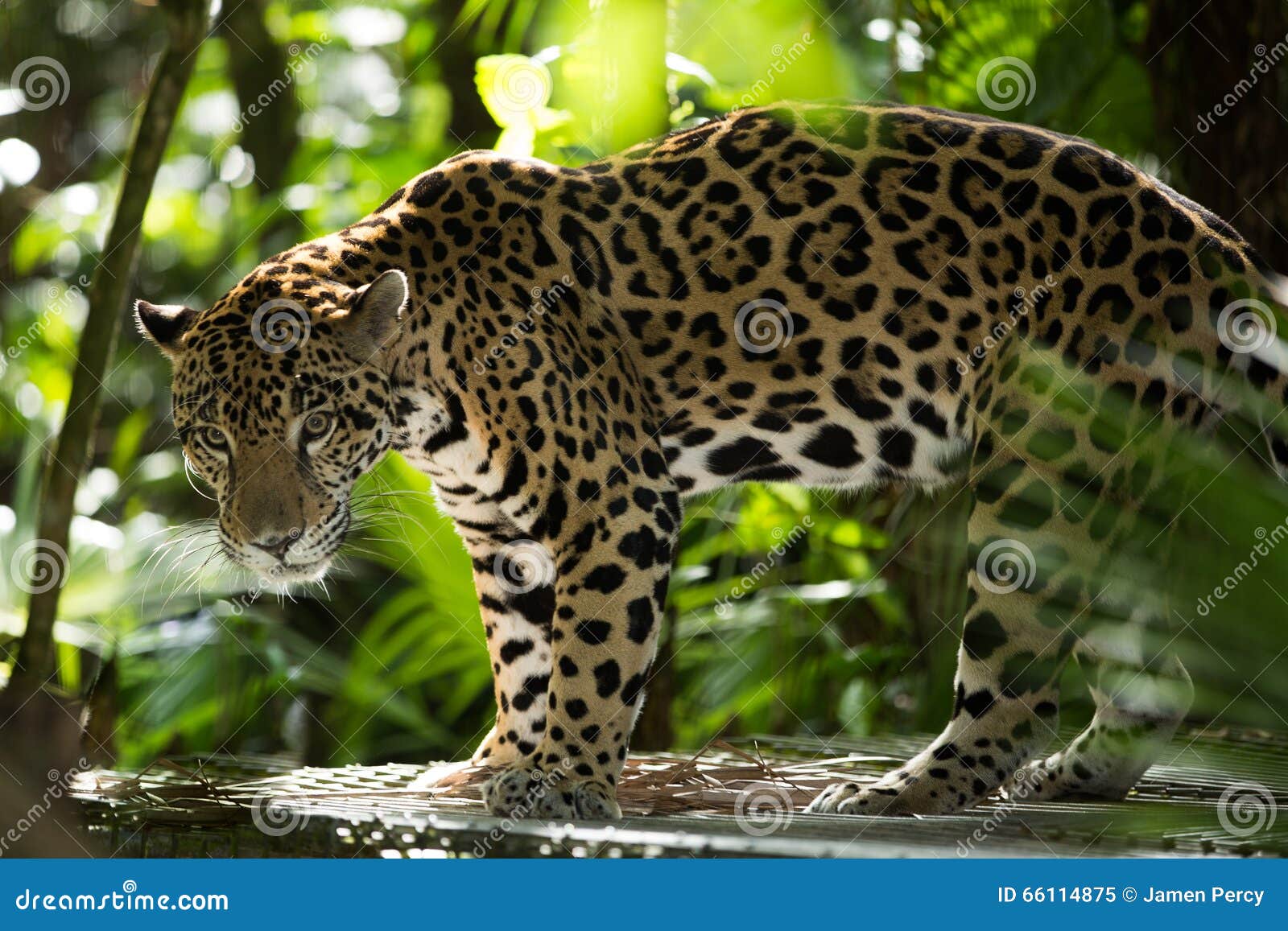 jaguar closeup in jungle