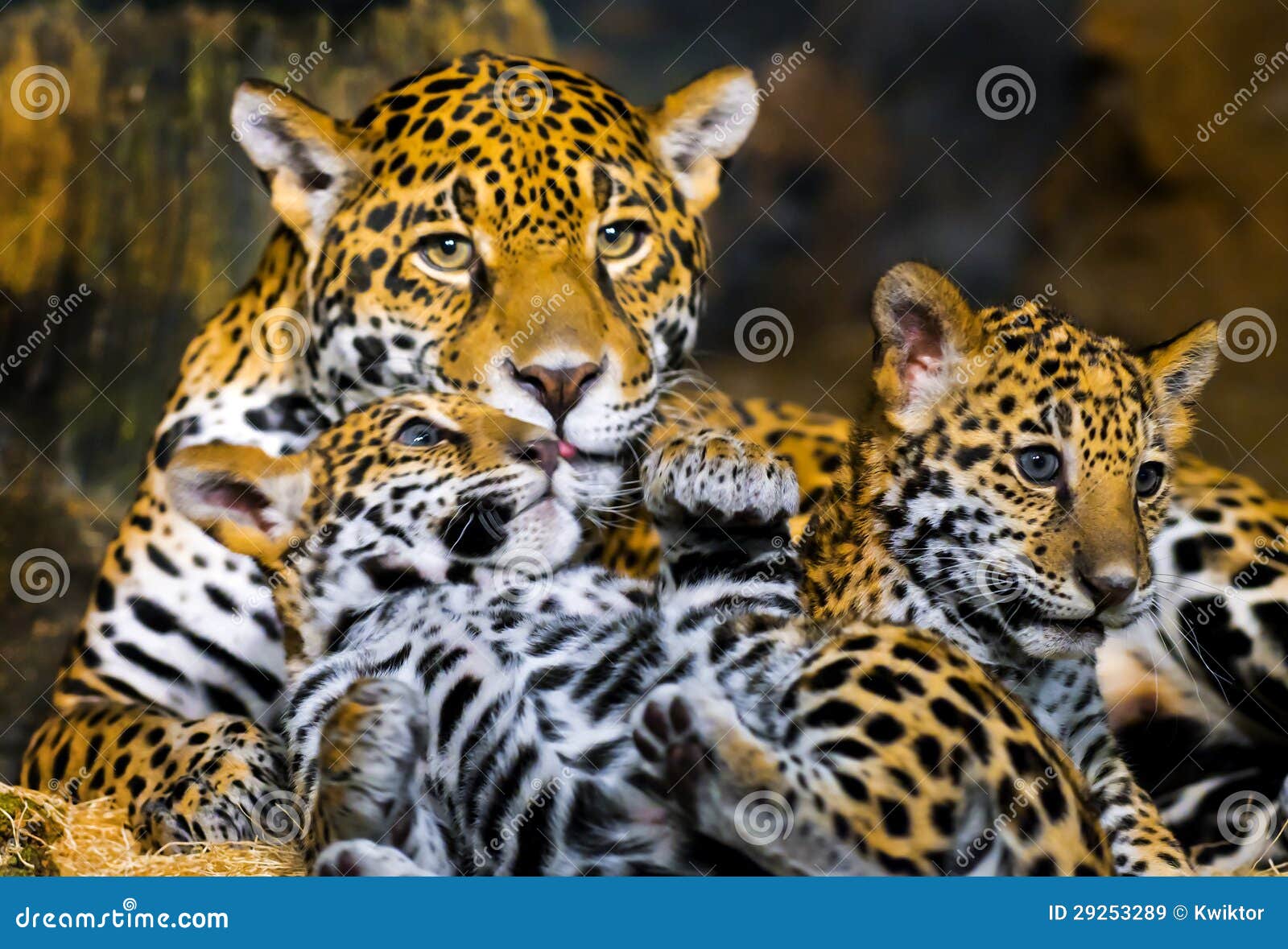 Jaguar Cubs stock image. Image of asia, jungle, indoor 29253289