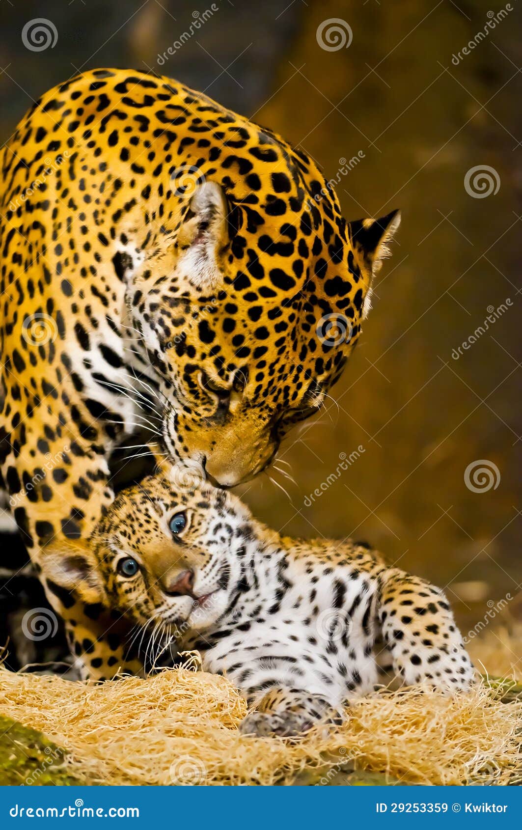 Jaguar Cubs stock image. Image of jaguar, panther, carnivore 29253359