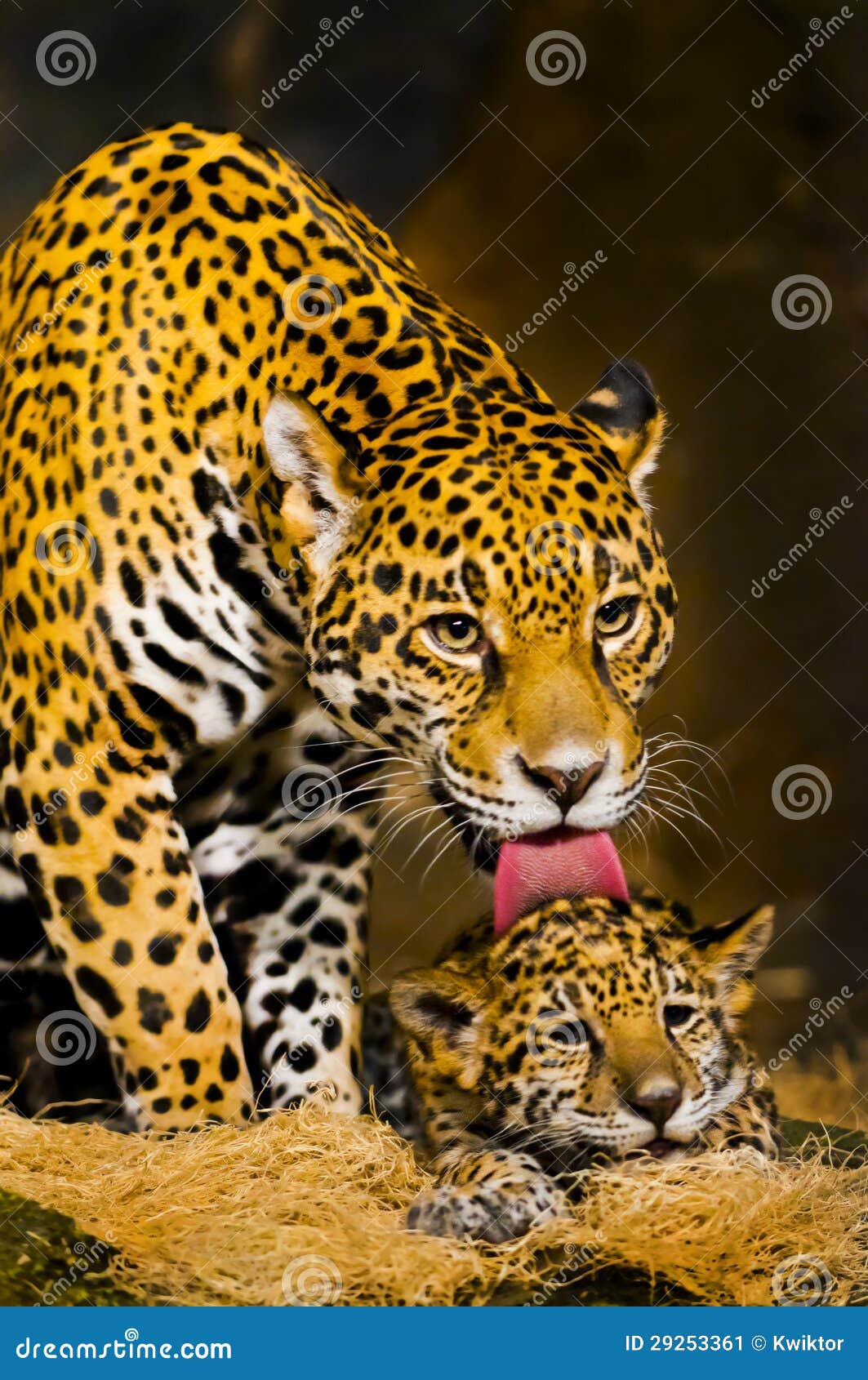 Jaguar Cubs stock image. Image of front, leopard, carnivore 29253361
