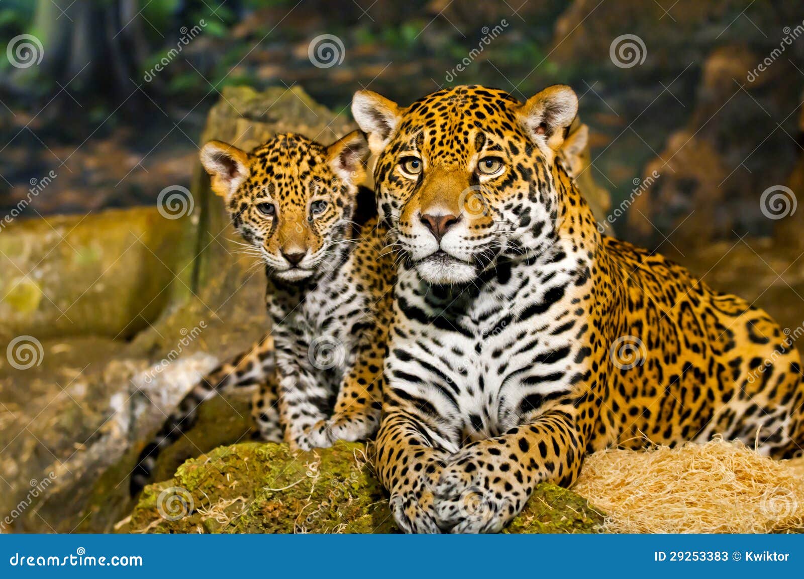 Jaguar Cubs stock image. Image of orange, background 29253383