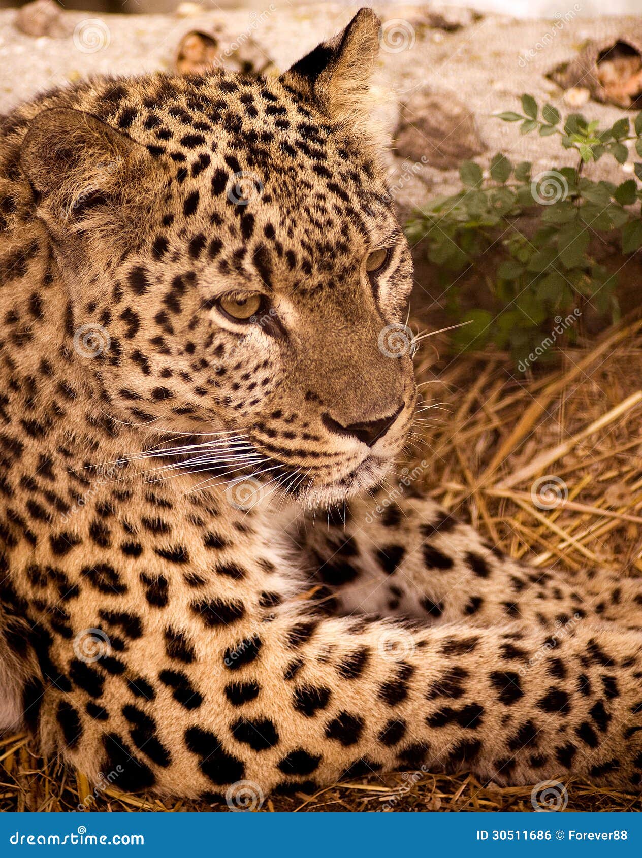 Jaguar. Dangerous animal stock photo. Image of lazy, closeup - 30511686